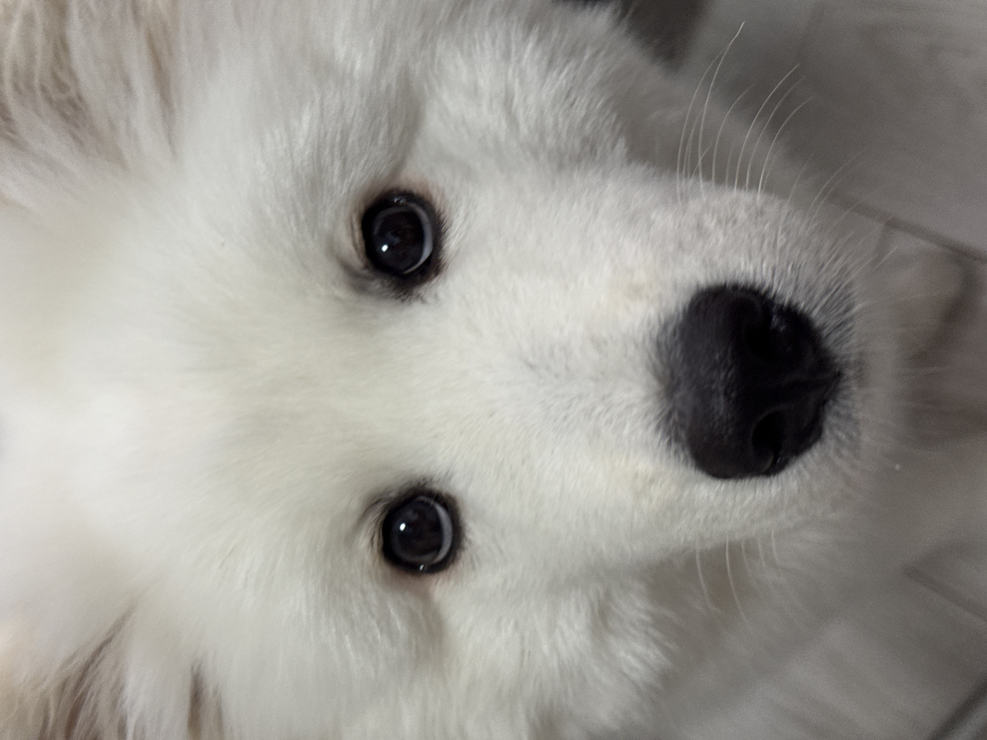 White Samoyed dog photographed in early morning Chaikovsky encounter