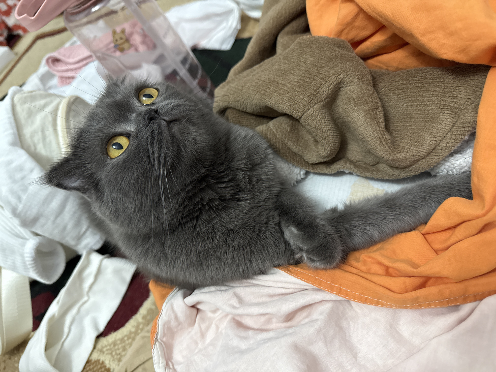 Gray cat makes itself at home in a Tashkent laundry pile