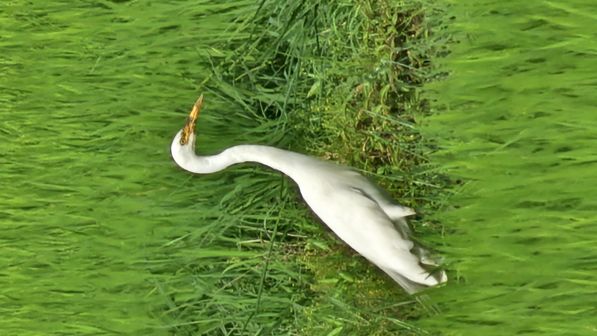 White egret foraging in Asan-si rice paddies
