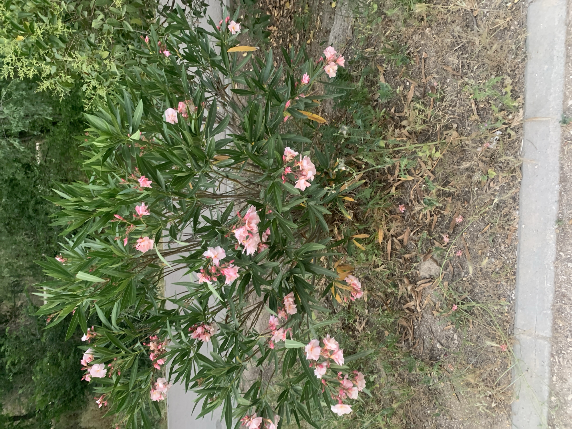 Evening walk documented through Madrid park showcasing natural flora