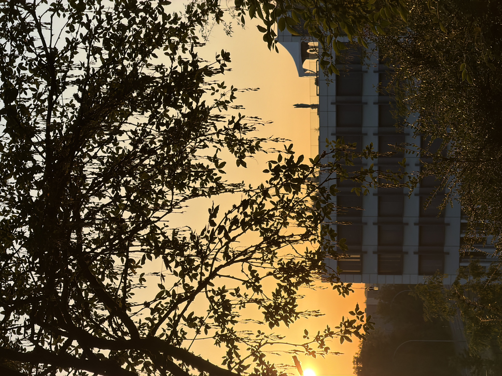 Sunset through silhouetted trees in Leudelange, Luxembourg