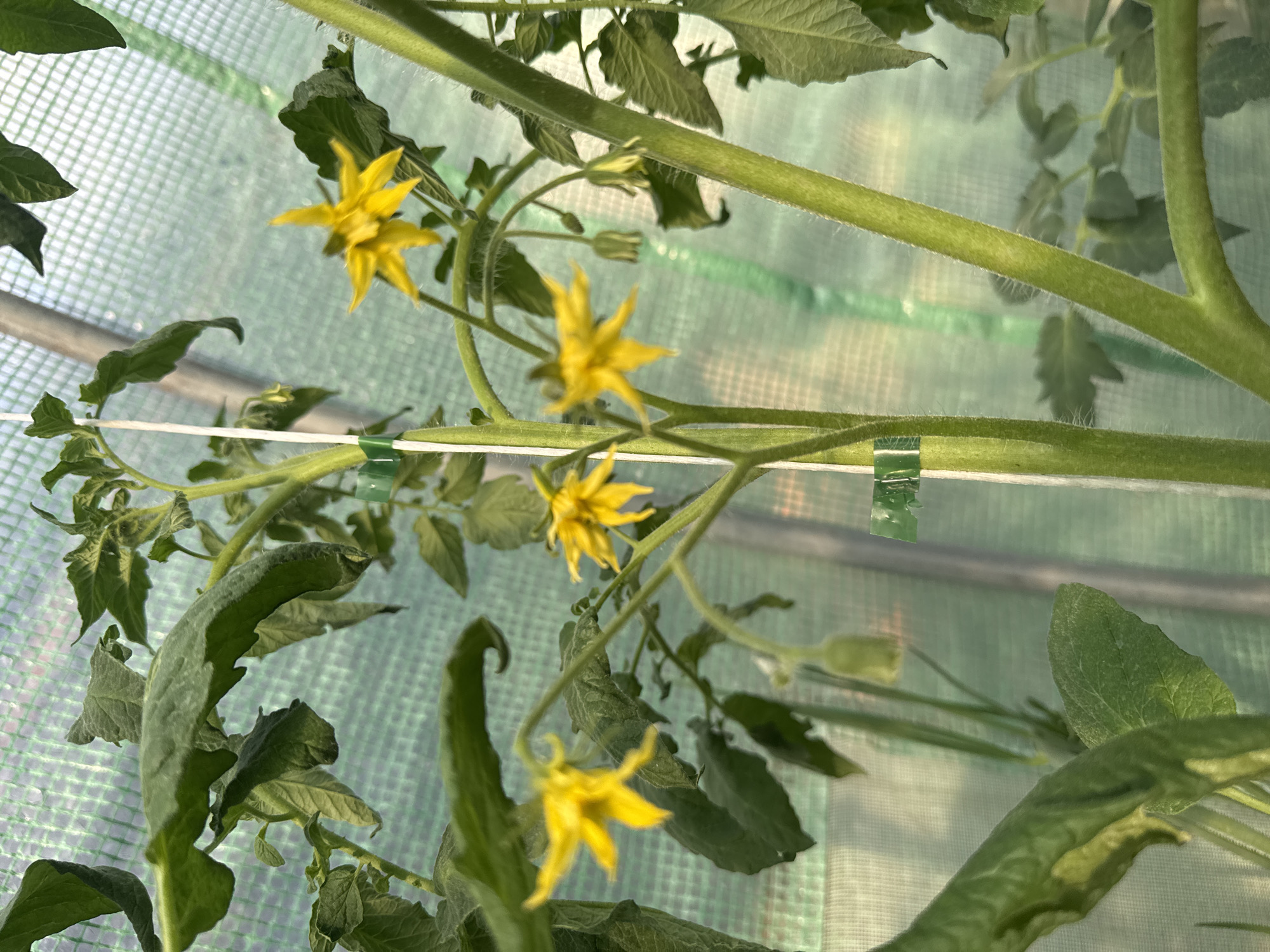 Father and daughter tend greenhouse vegetables in Bulgarian village