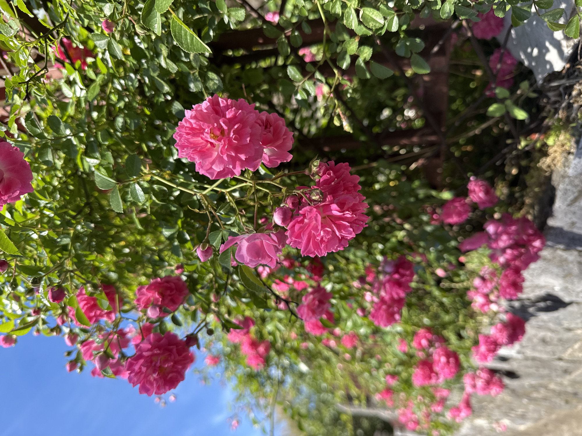 Spring blooms and coastal views documented in Zelenika, Montenegro