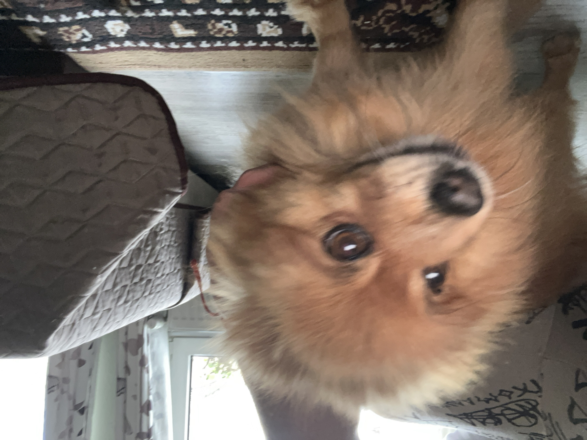 Pomeranian dog photographed at home in Asenovgrad, Bulgaria