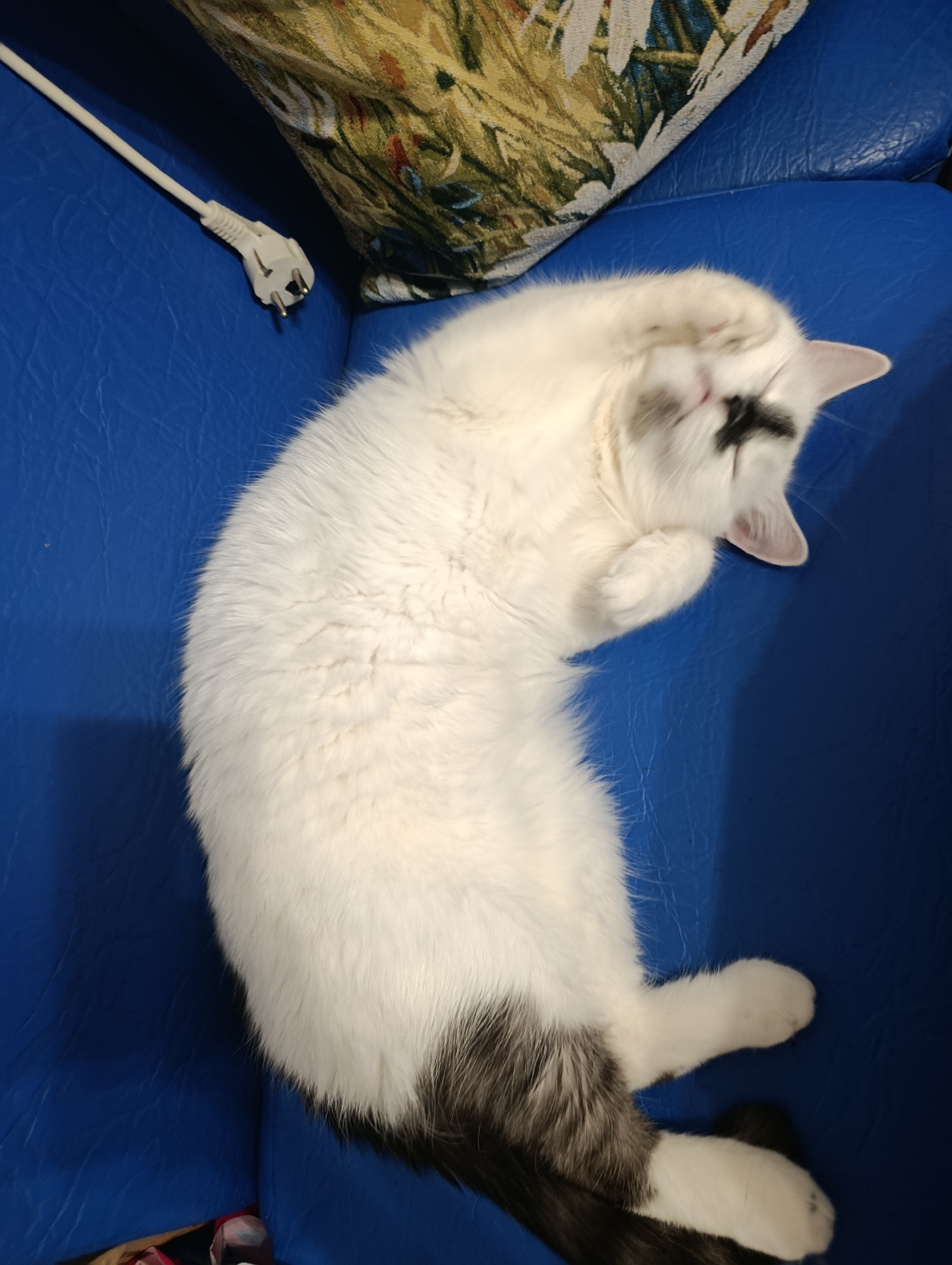 White cat relaxing on a blue sofa in Klintsy