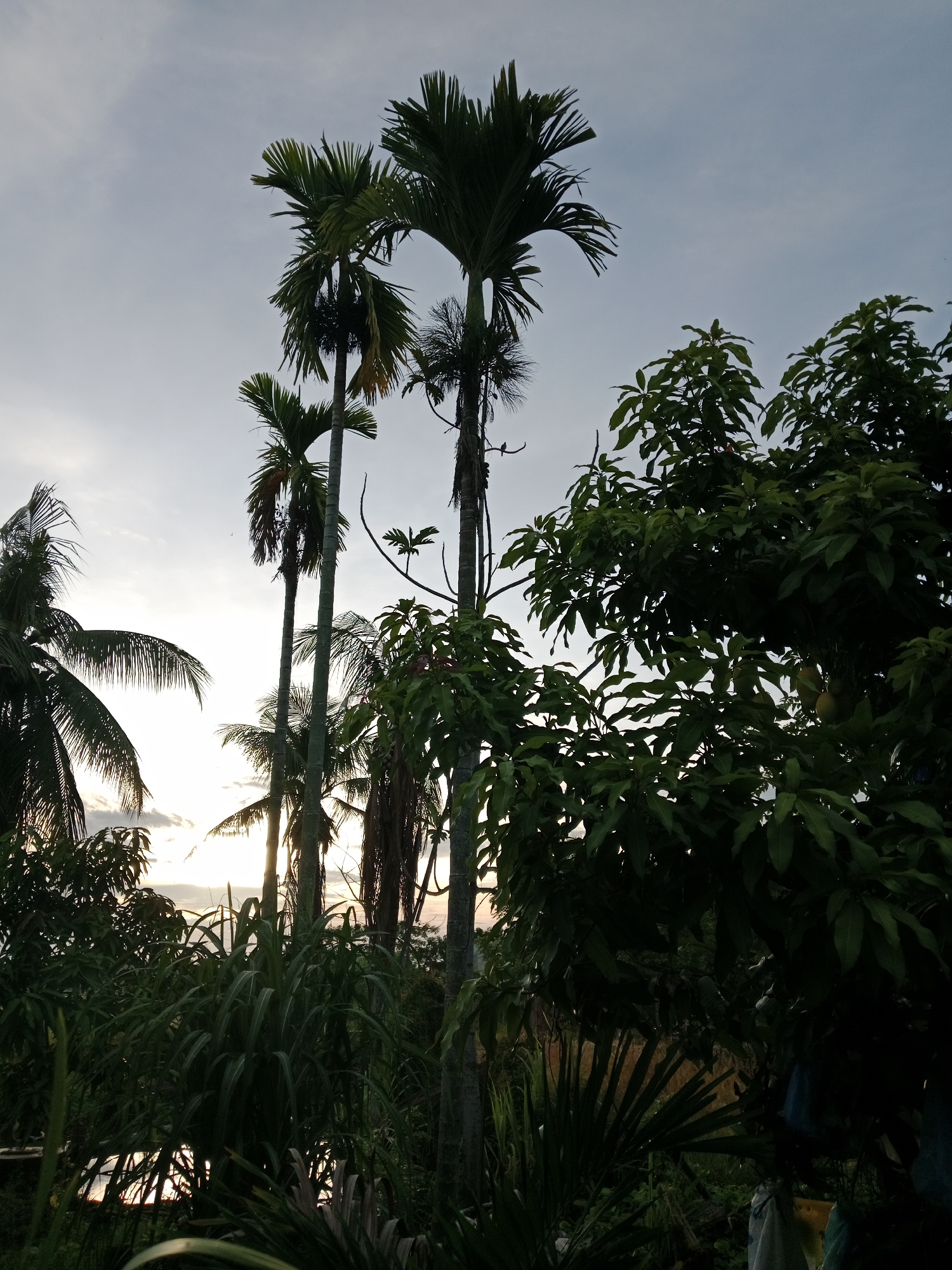 Tropical Garden Flora Documented During Evening Hours
