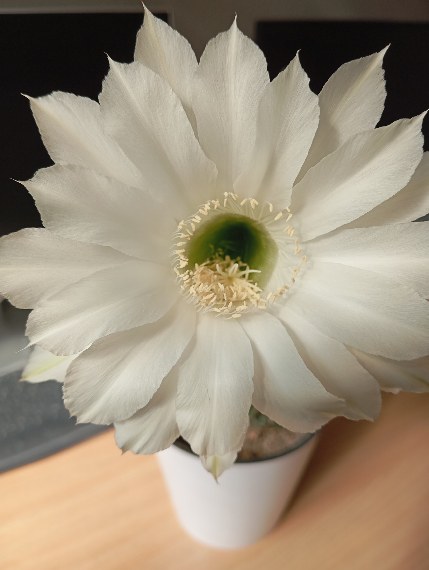 White cactus flower in full bloom on a Tashkent windowsill