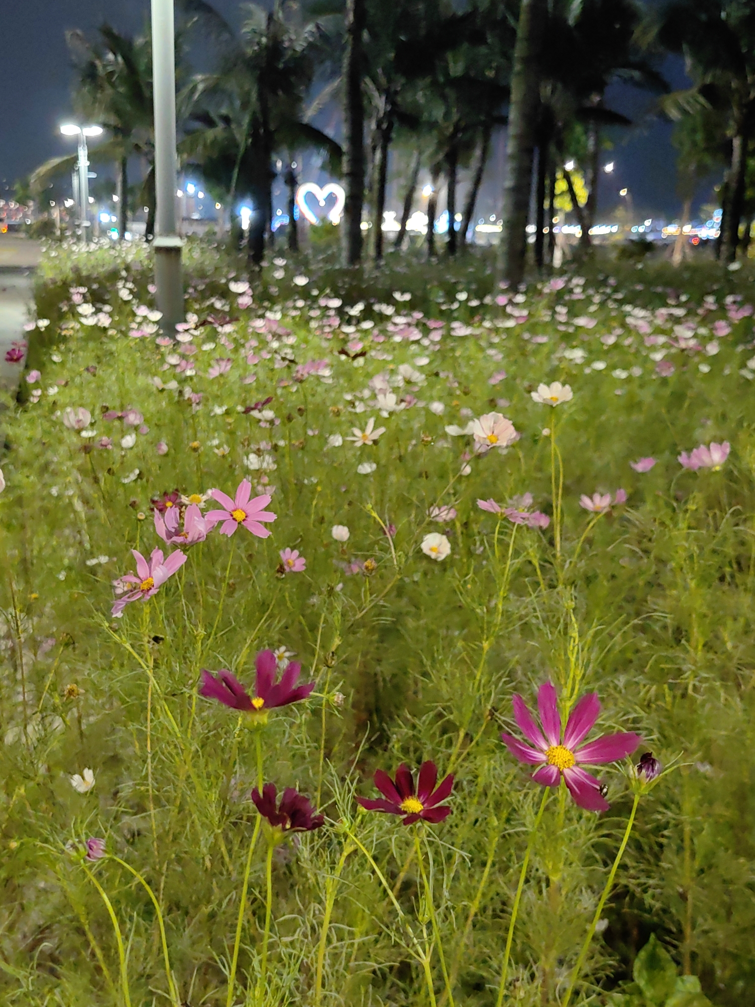 Cosmos flowers bloom at night in Bai Chay Ward park