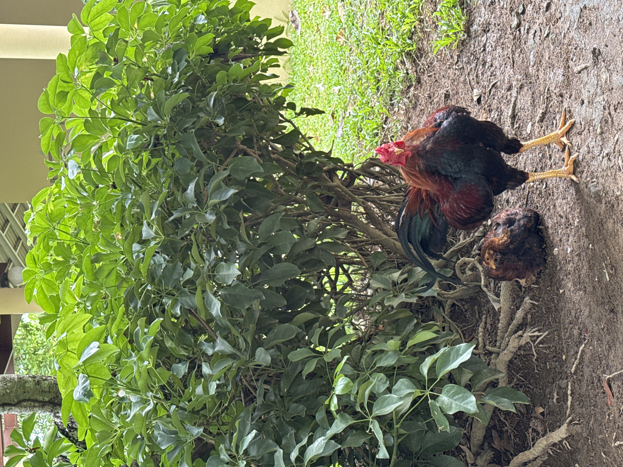 Morning chickens and garden pathway observed in Chalong Thailand