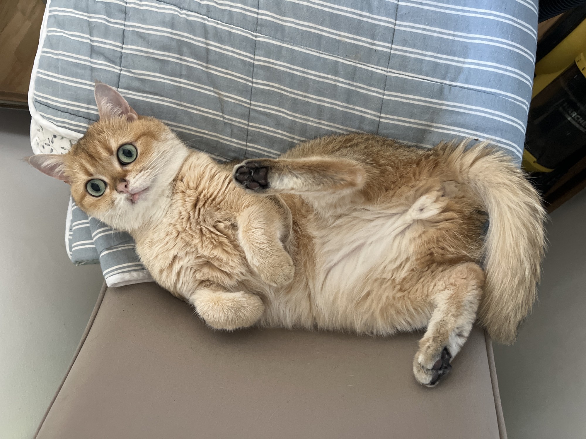 Orange cat lounging on striped blanket in Bar, Montenegro