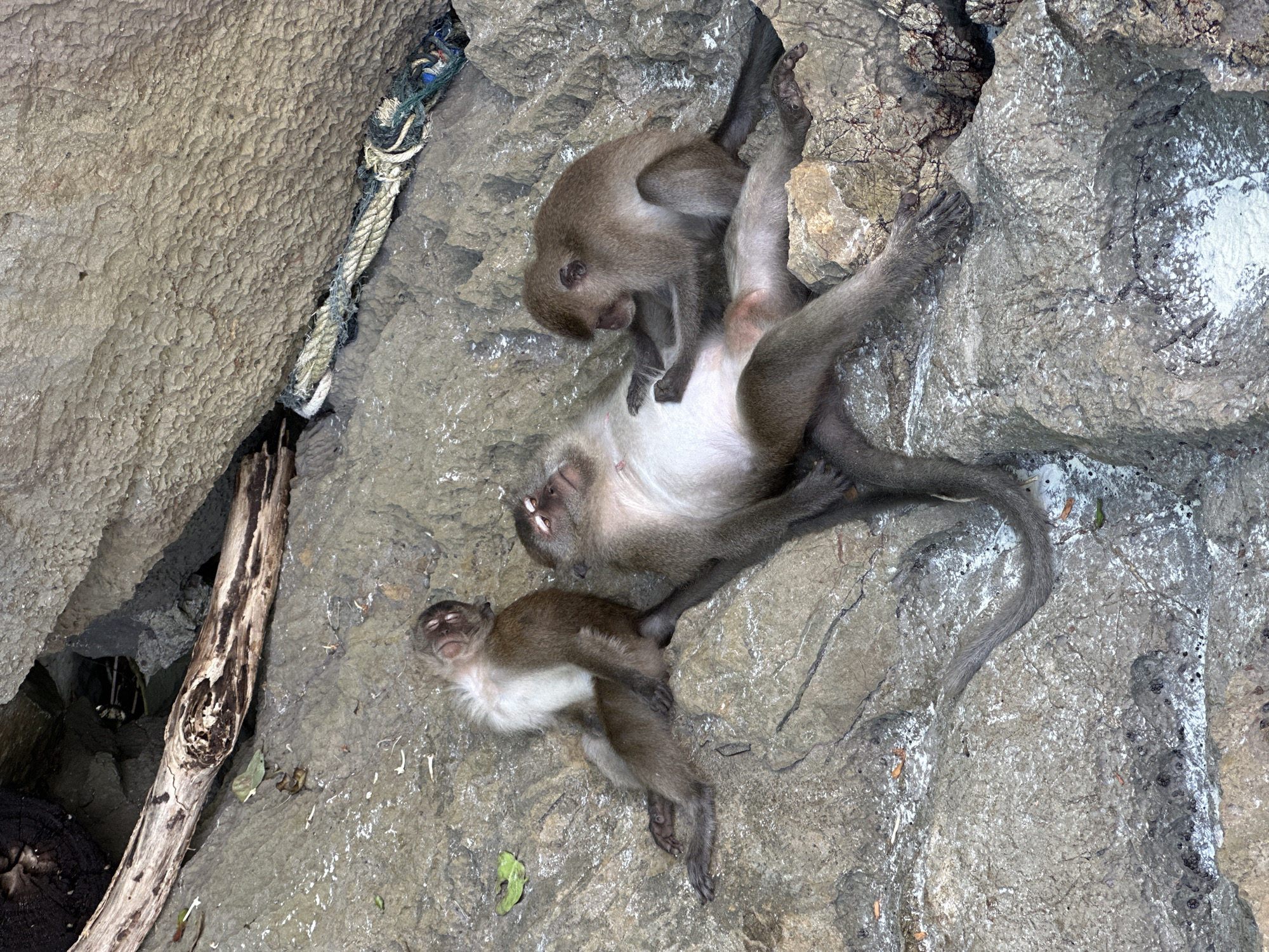 Macaques rest, groom, and explore Ton Sai's rocky beach