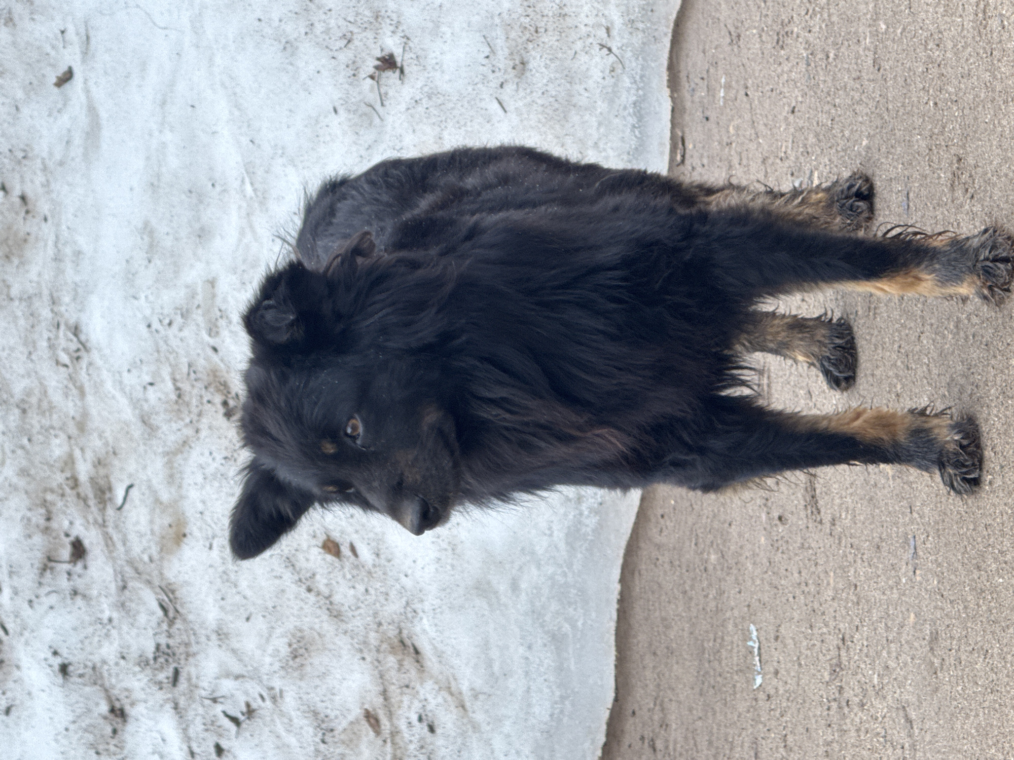 Two black dogs spotted near melting snow in Chaikovsky