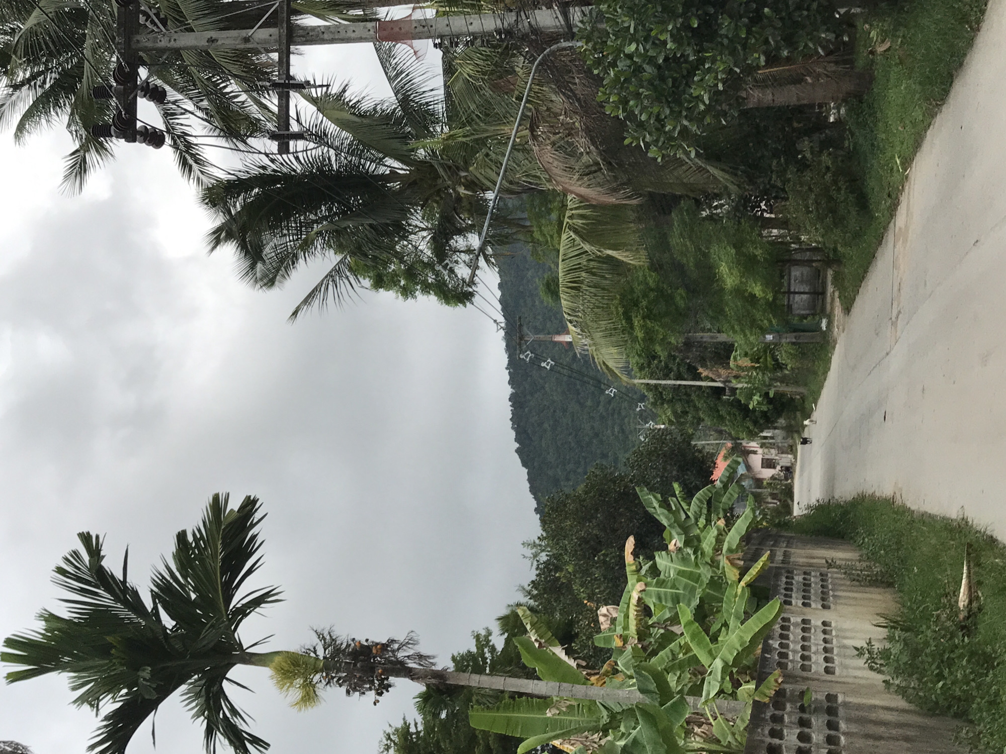 Tropical flora and architecture documented in Thai village
