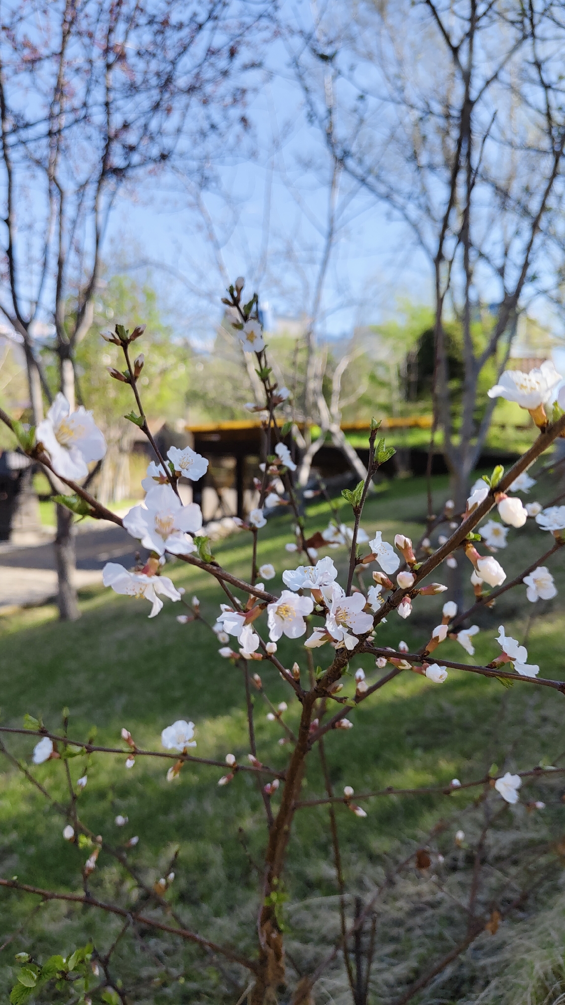 Spring flowering documented in early morning Krasnoyarsk gardens