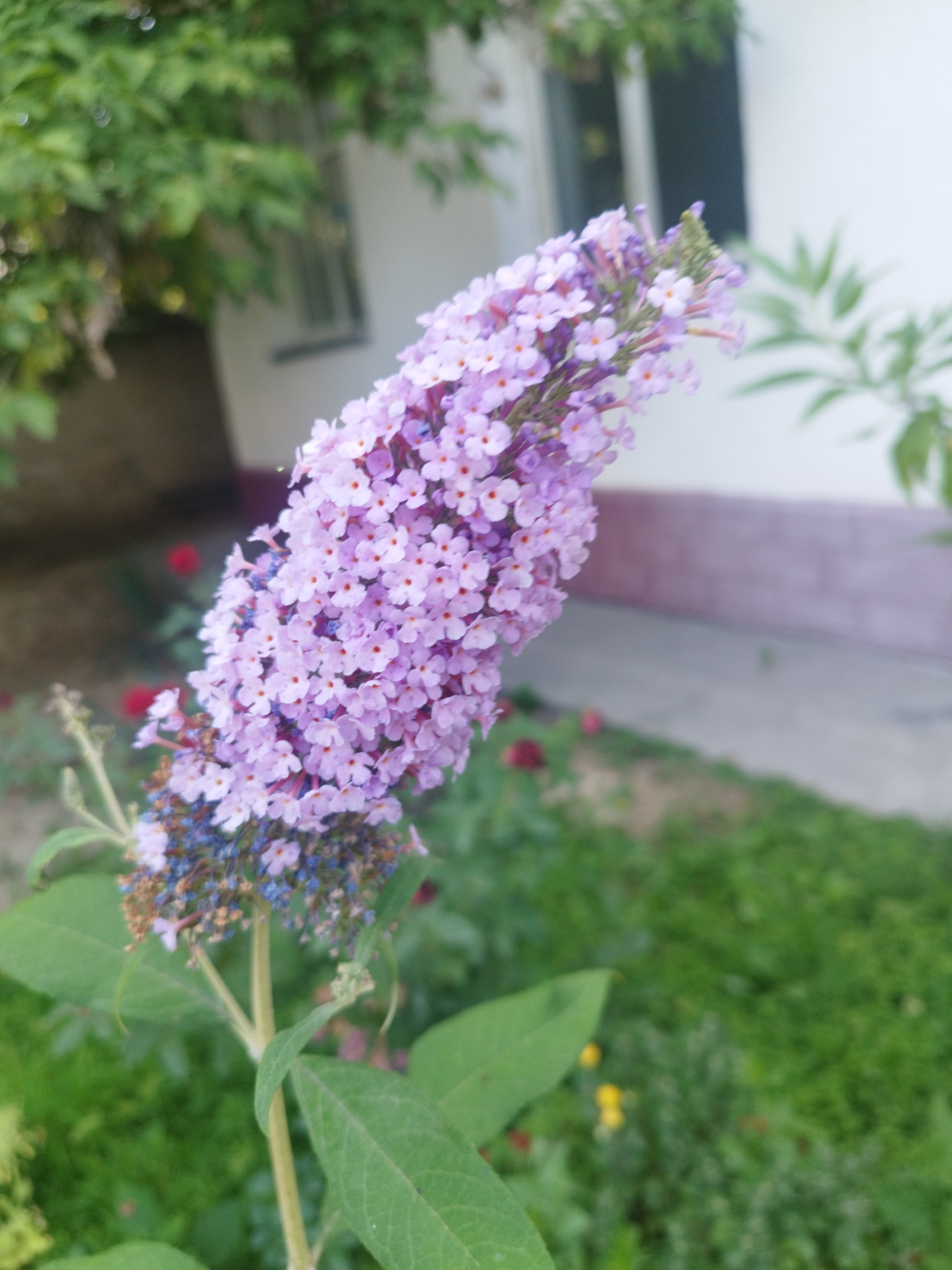 Shymkent street: garden blooms alongside active road excavation