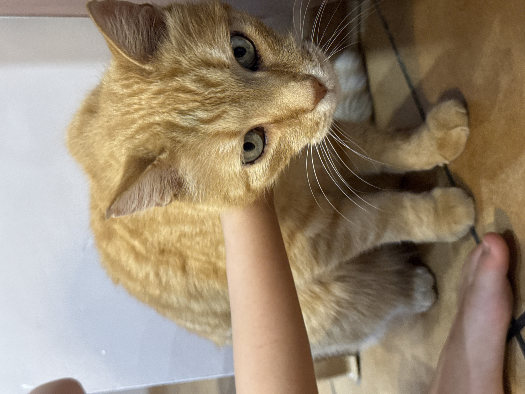 Family gathering with children, cat, celebratory drinks documented