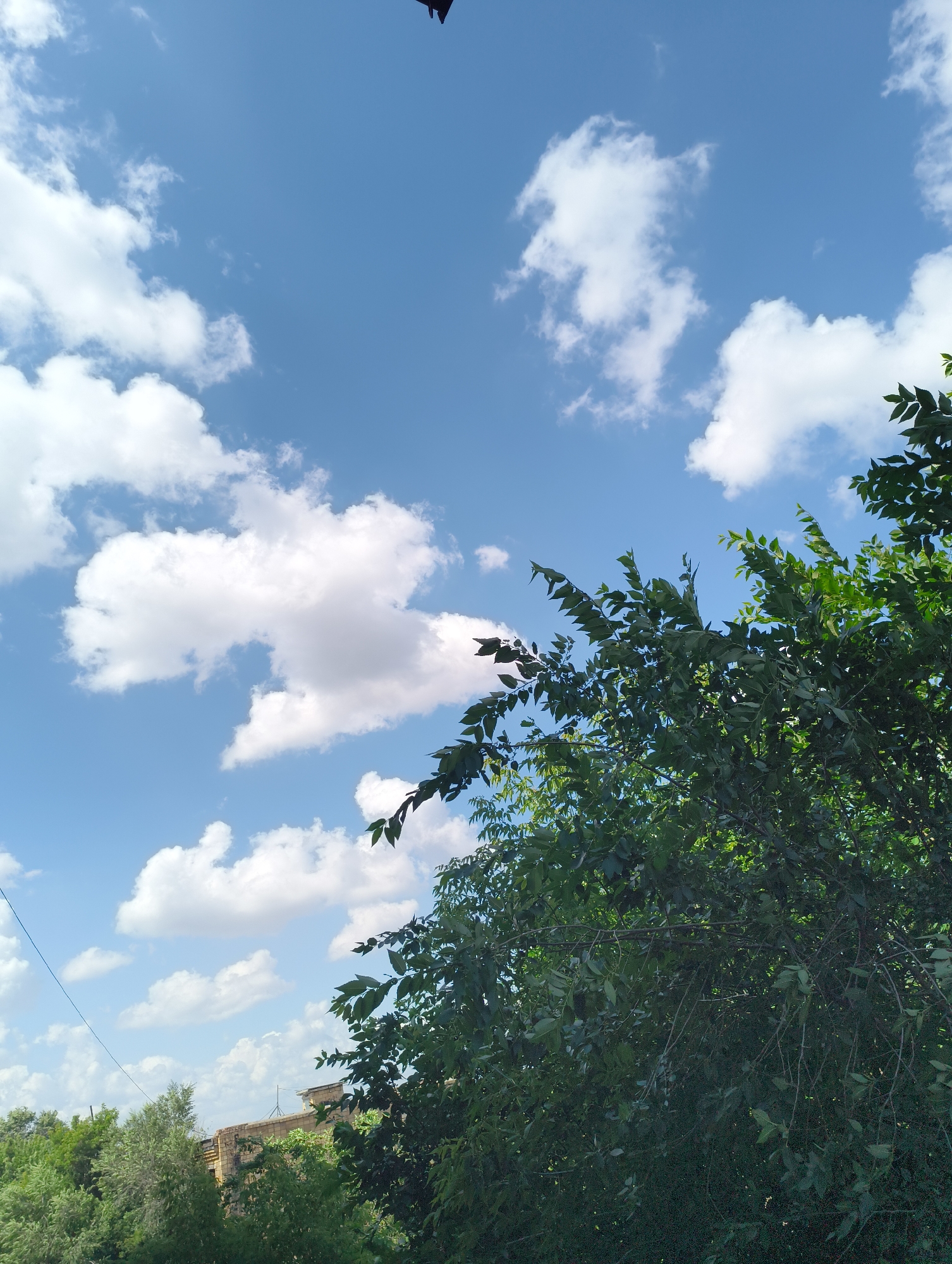 Sunny morning among dense trees, retail building visible in one shot