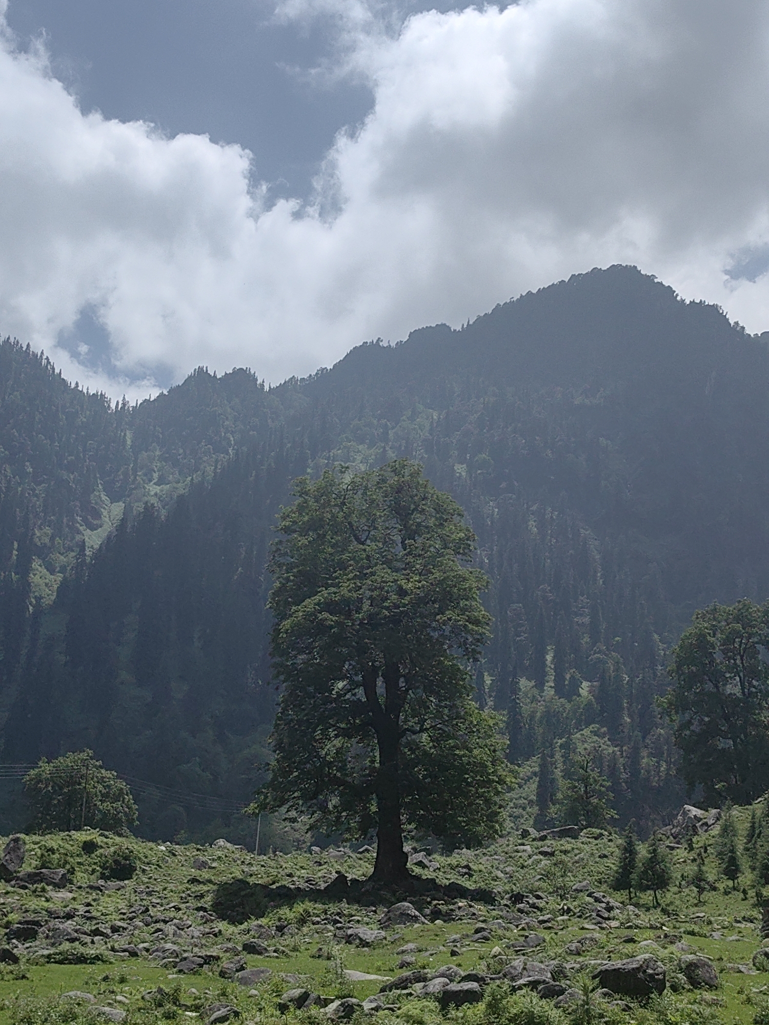 Solang Valley meadows, boulders, and grazing herds on a July morning