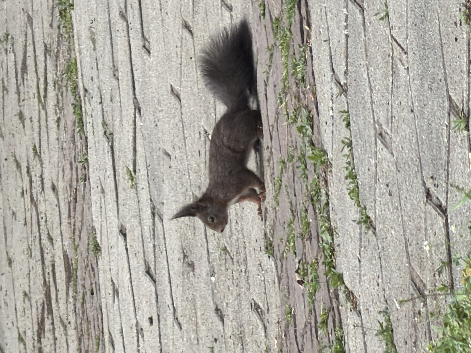 Dark squirrel spotted on pavement in Botevgrad, Bulgaria