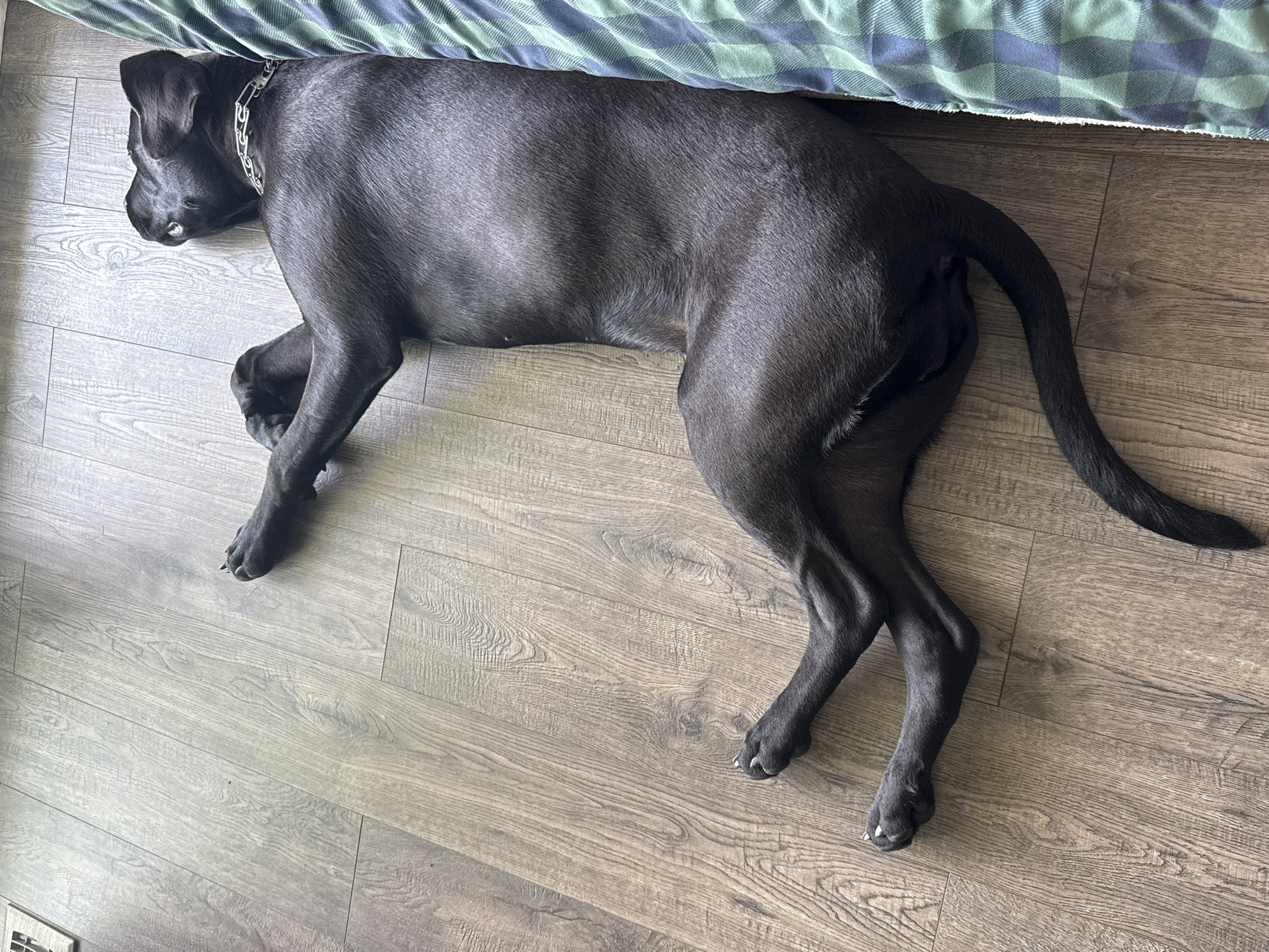 Cozy night in: dog napping, eggs cooking, Wheeling home