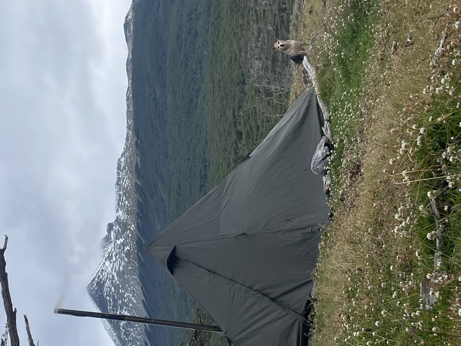 Dog watches over campsite near Cape Horn, Chile