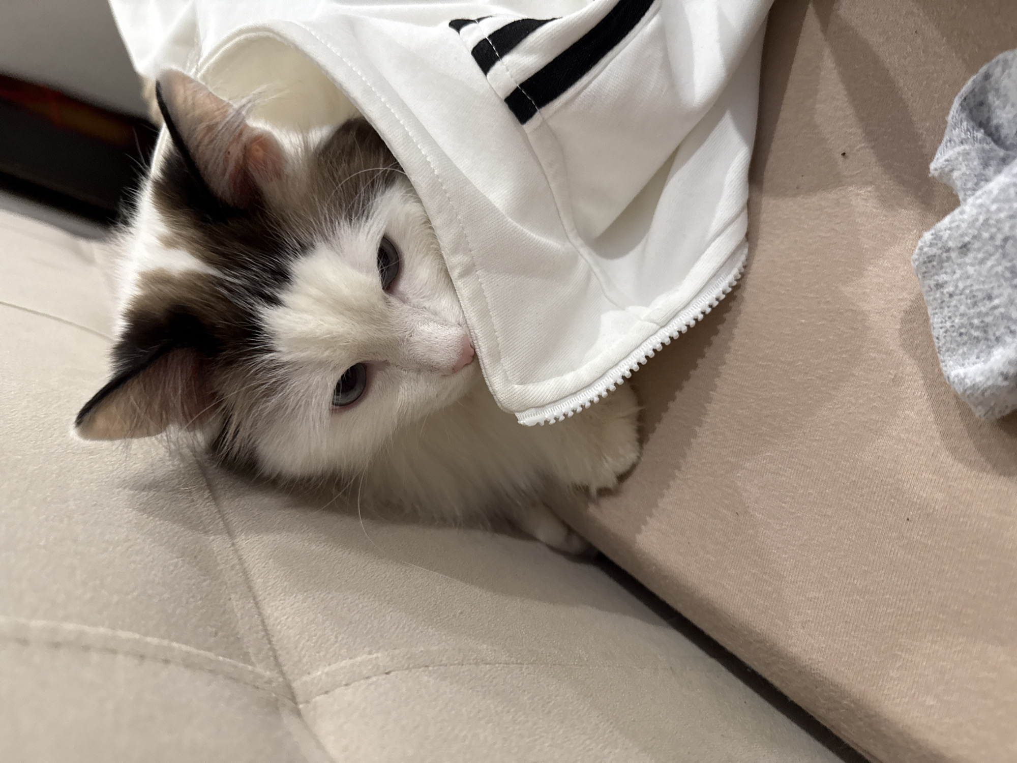 Ragdoll Cat Rests and Grooms in Izhevsk Home
