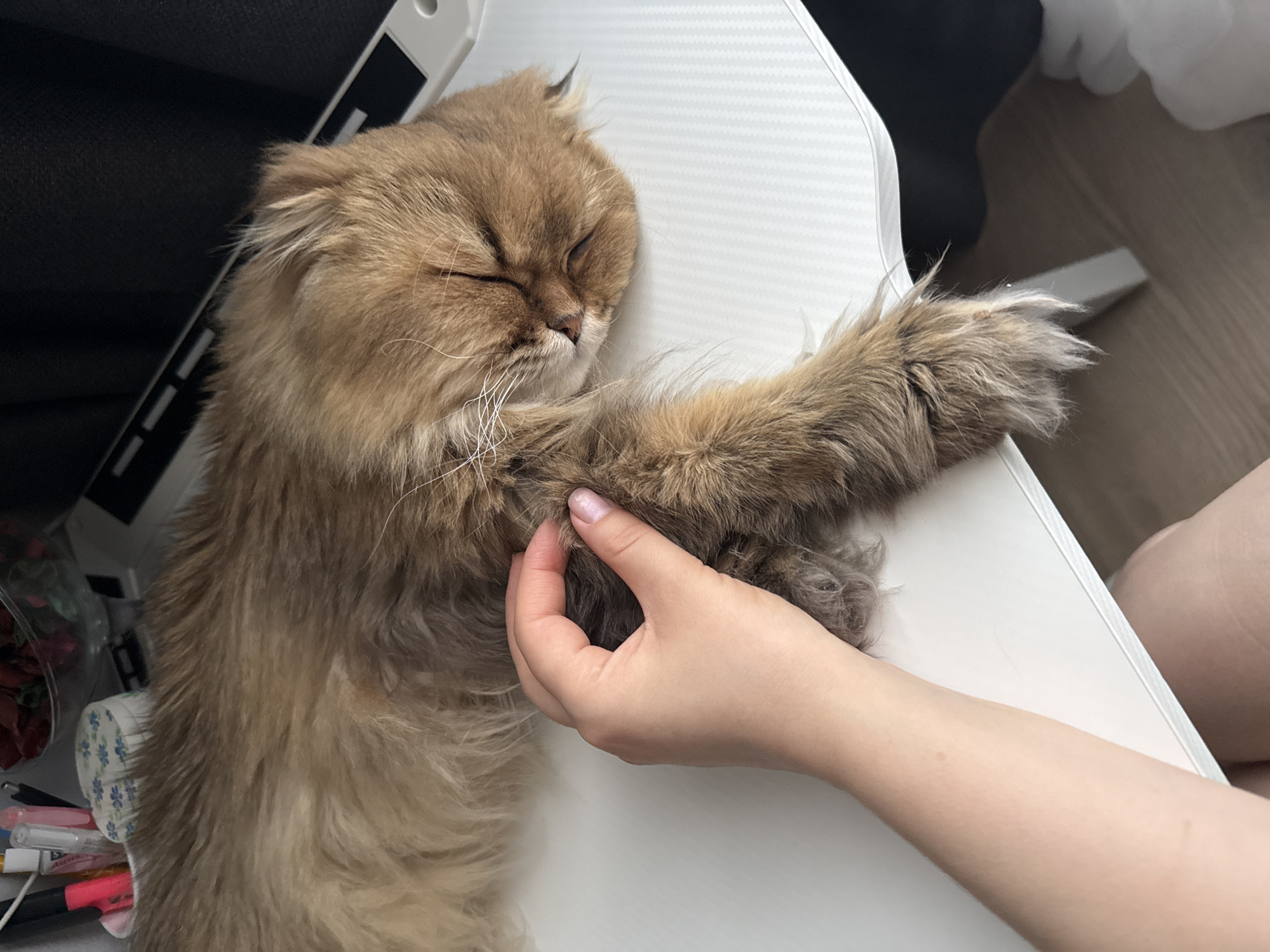 Cat naps on desk while being petted in Moscow