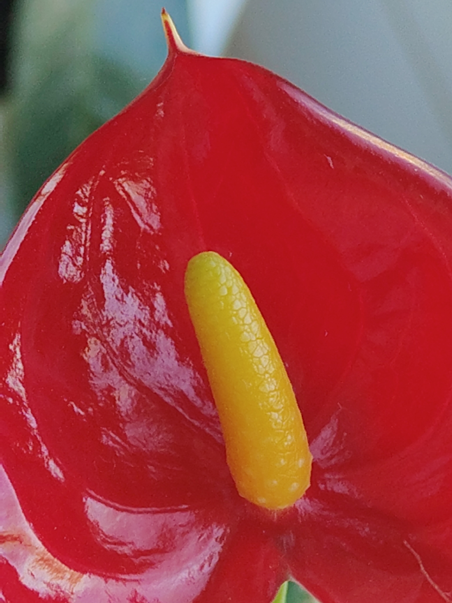 Red Anthurium flower photographed on windowsill
