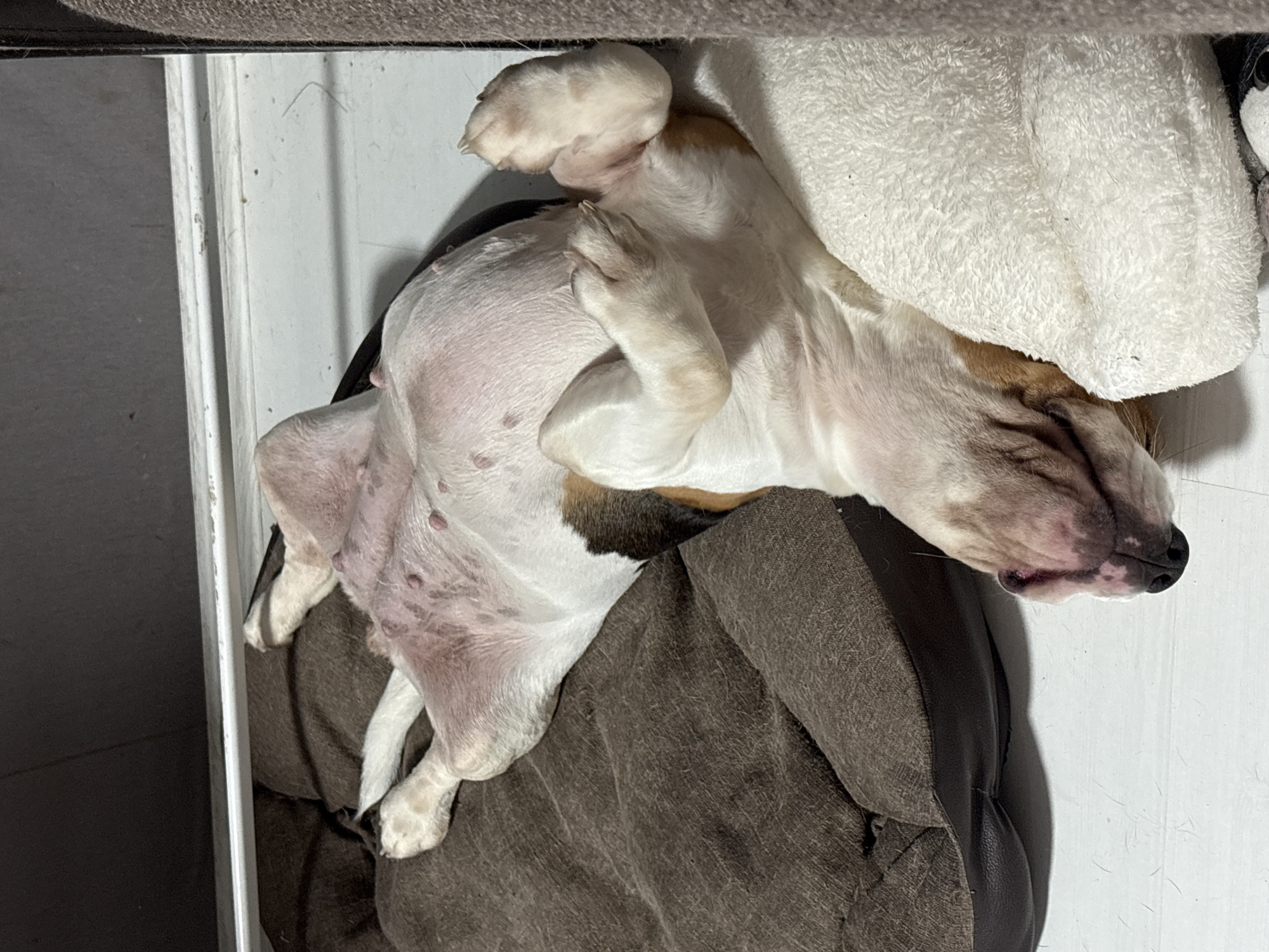 Dog rests on bed during evening hours in Russia
