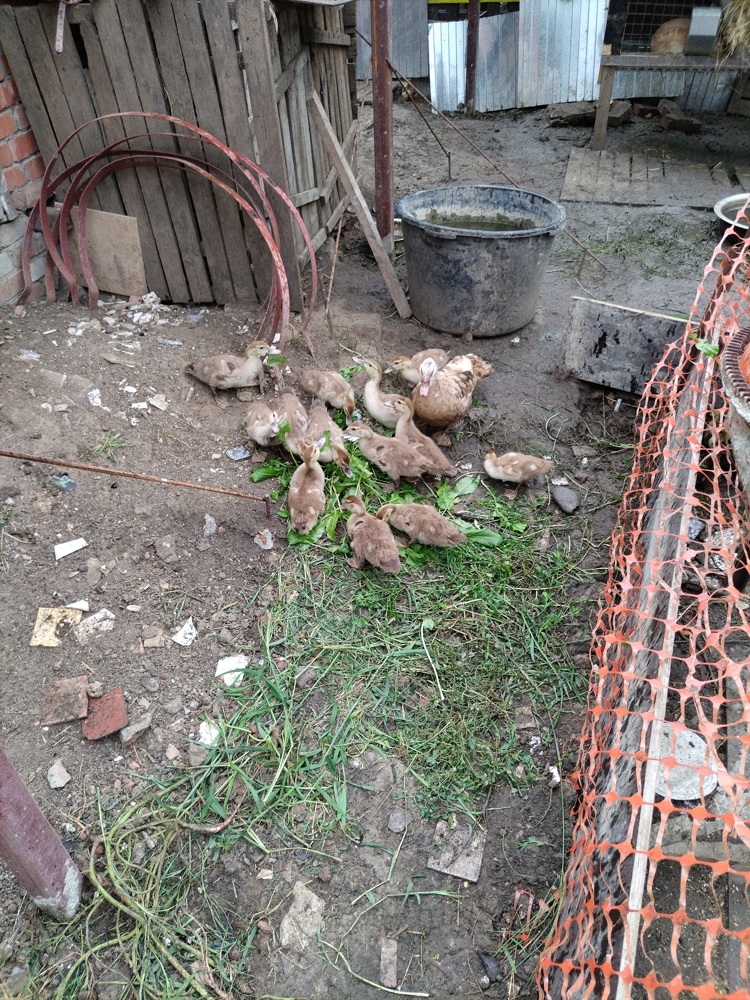 Rural backyard life in Znamenskiy: ducks, tomatoes, and small details