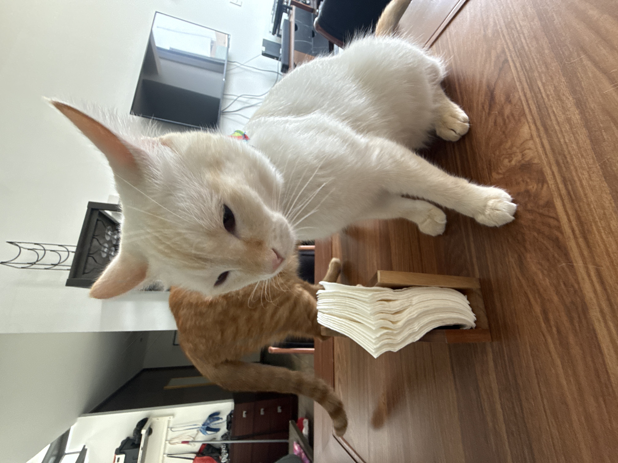 Mexico City resident documents home cats, gym workout routine
