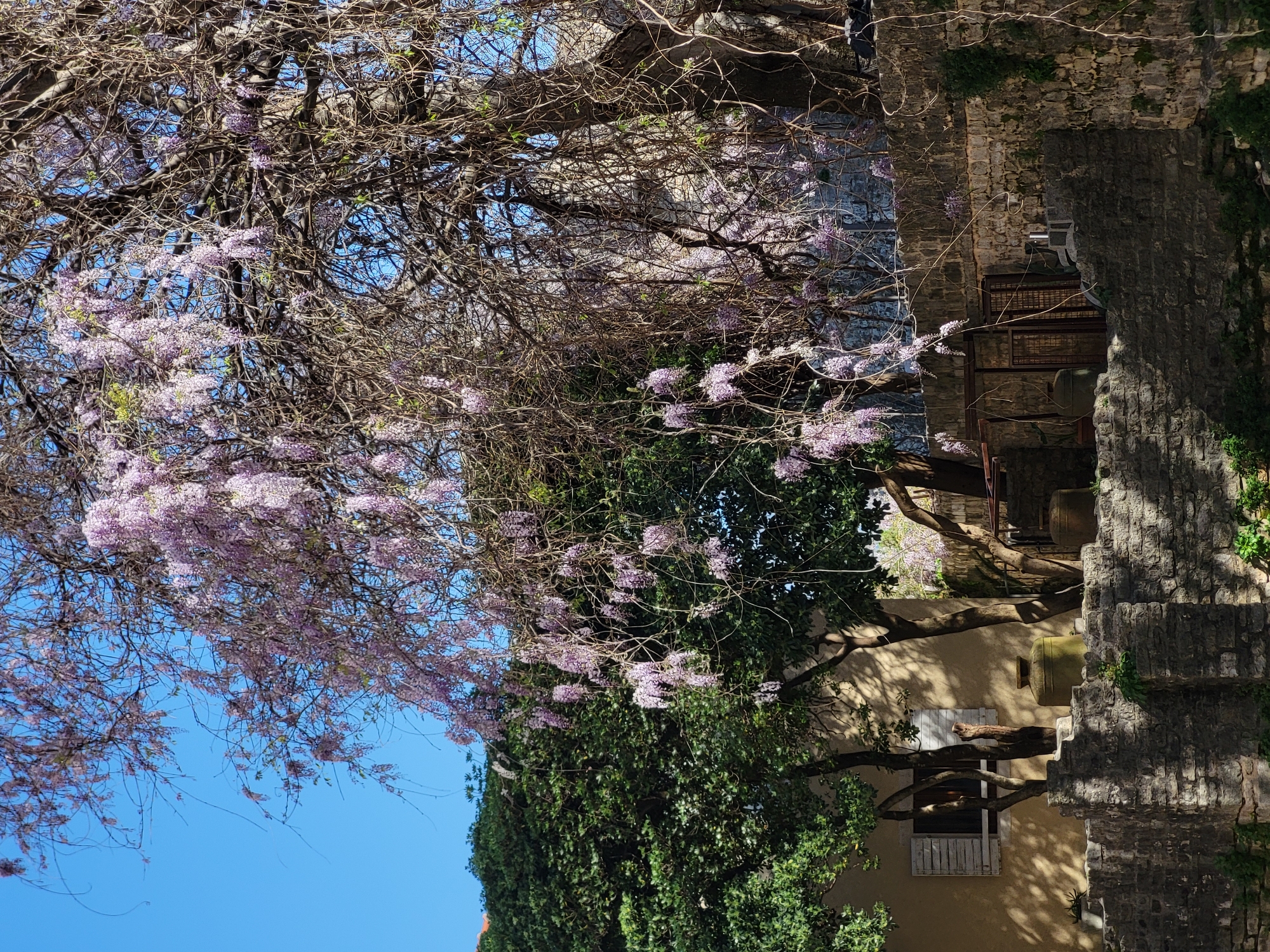 Spring blossoms frame traditional stone architecture in Budva