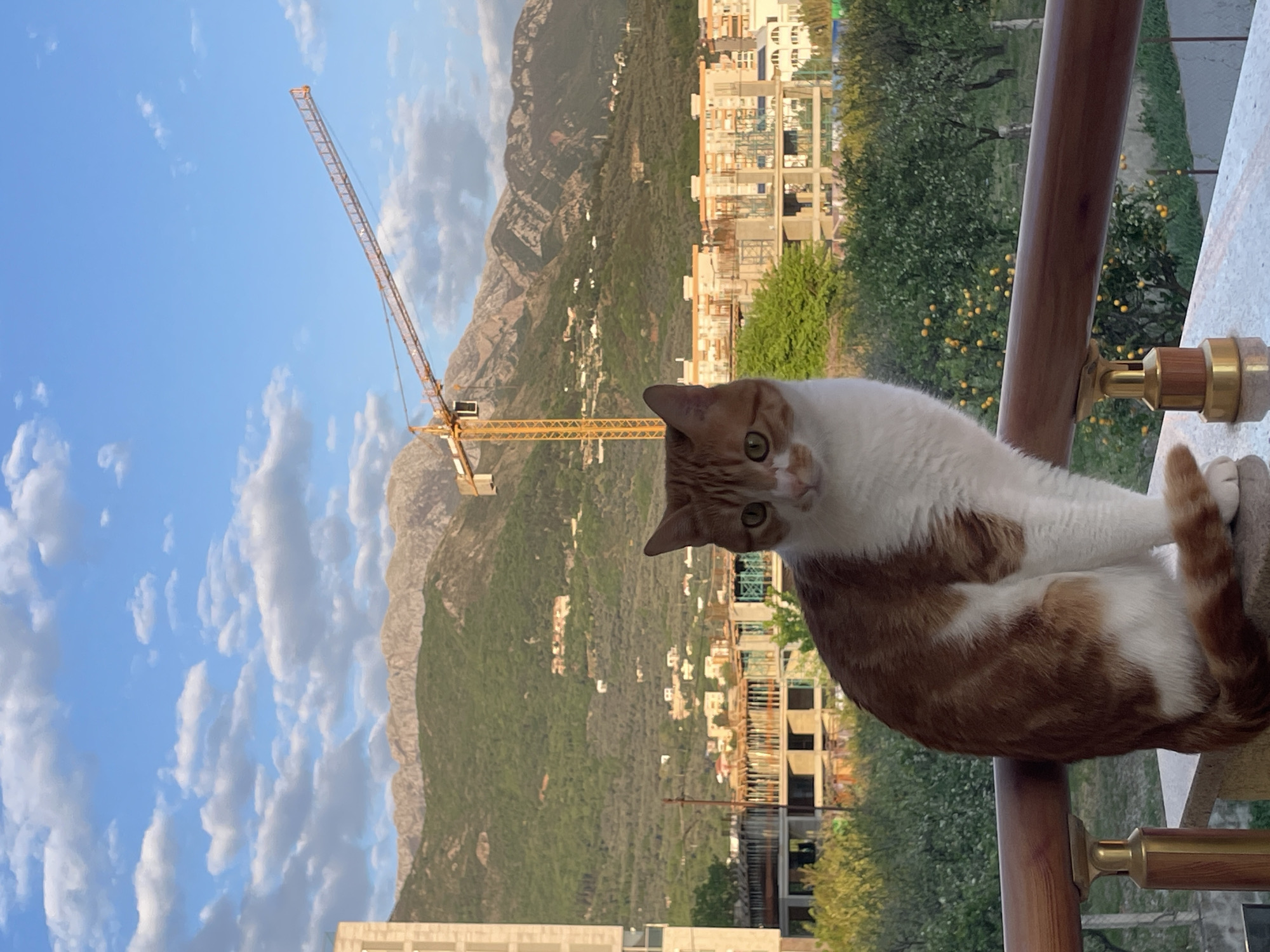 Orange cat spotted around Bar Montenegro residence Saturday afternoon