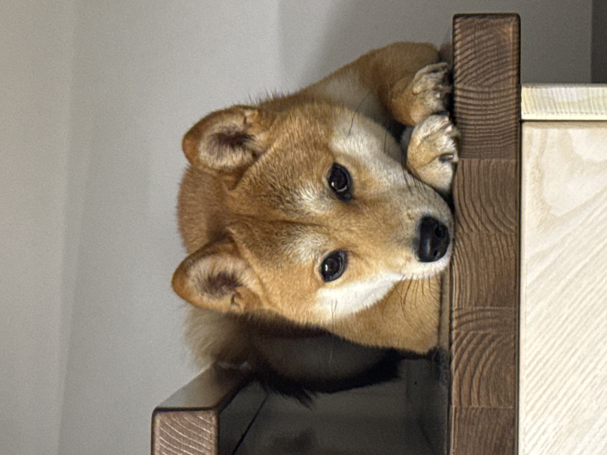 Shiba Inu photographed in quiet moments around Carnikava home