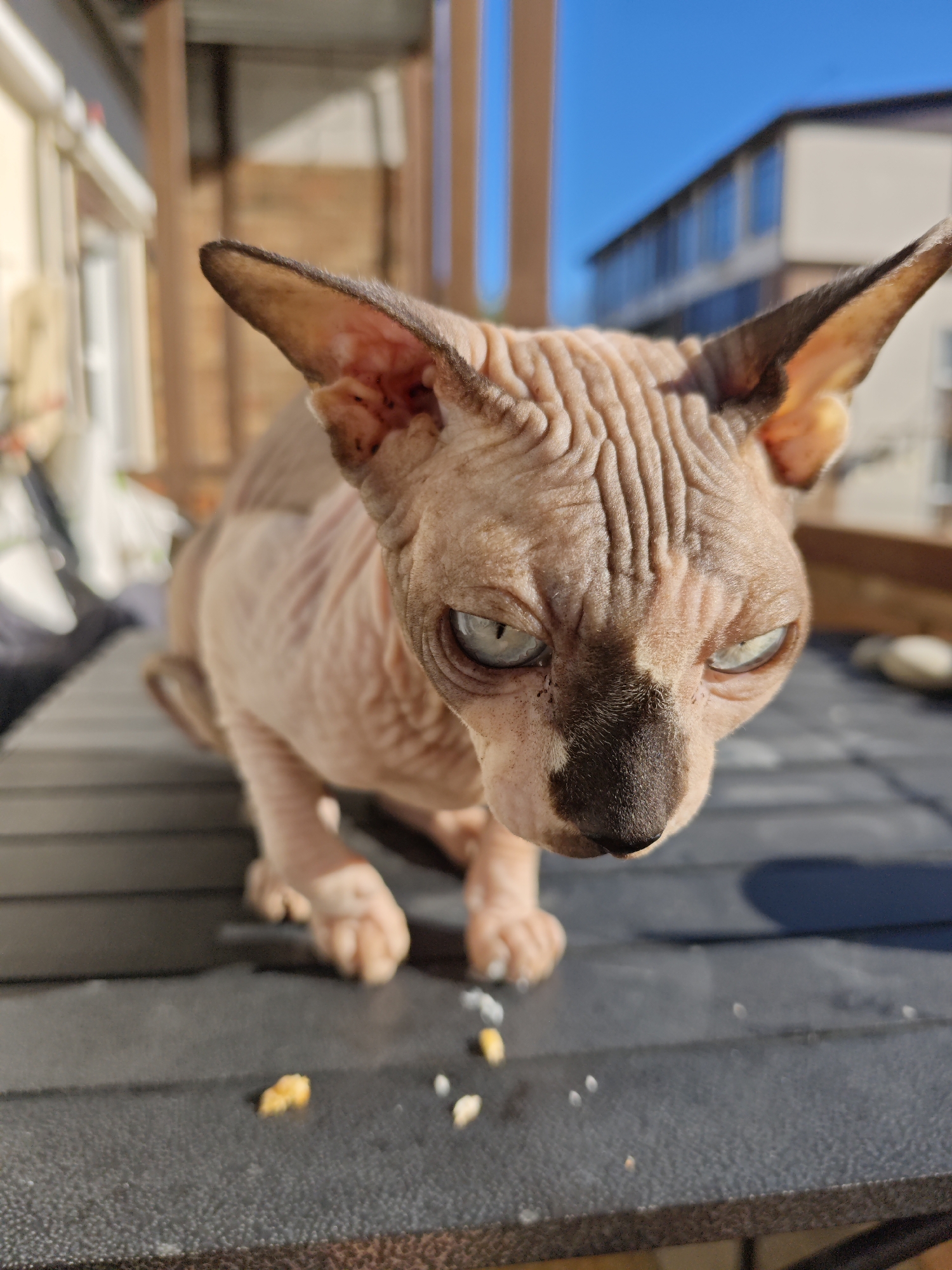 Sphynx Cat Enjoys Morning Balcony Time in Pyatigorsk