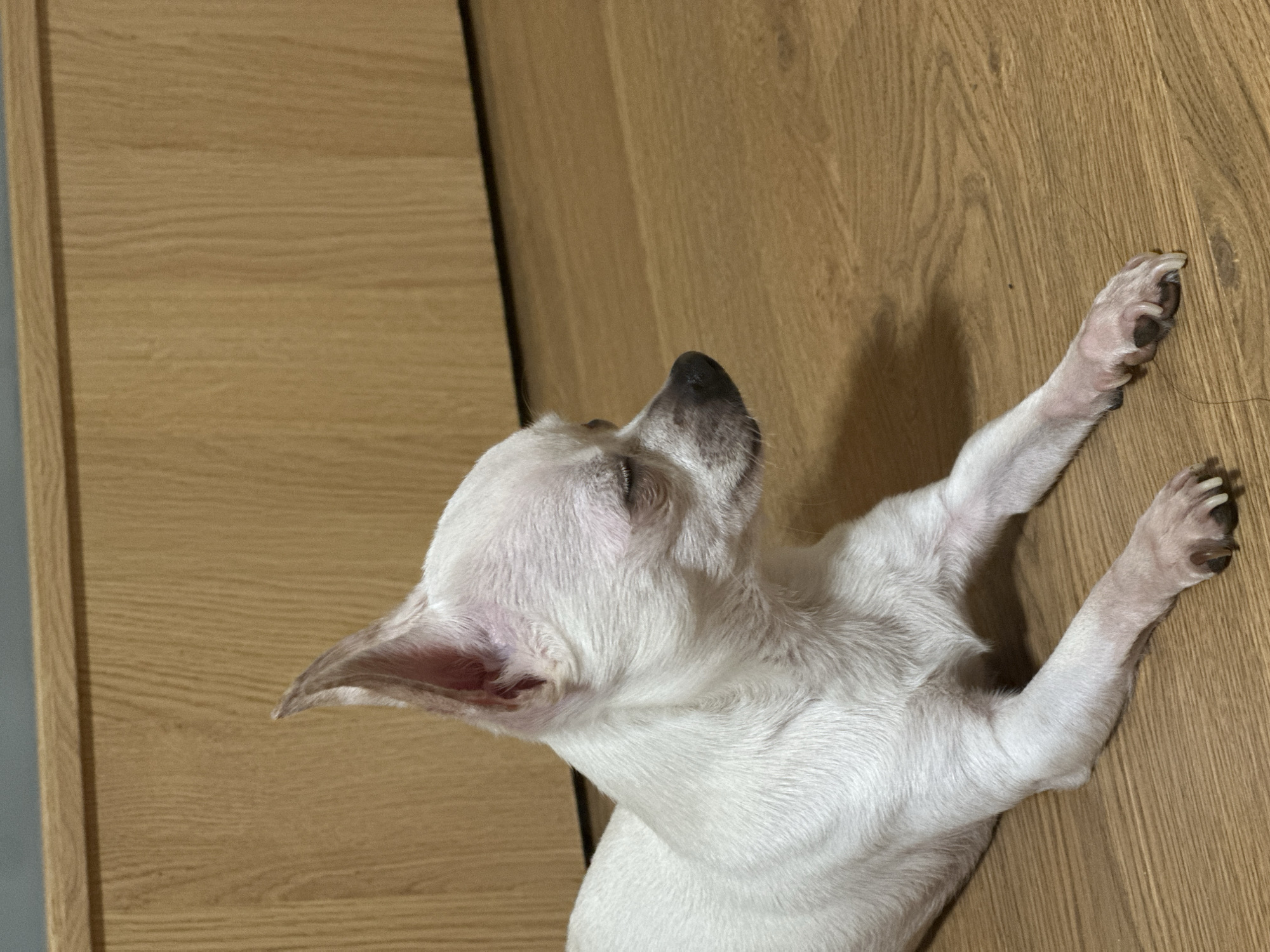 Chihuahua photographed resting indoors in Bulgarian home