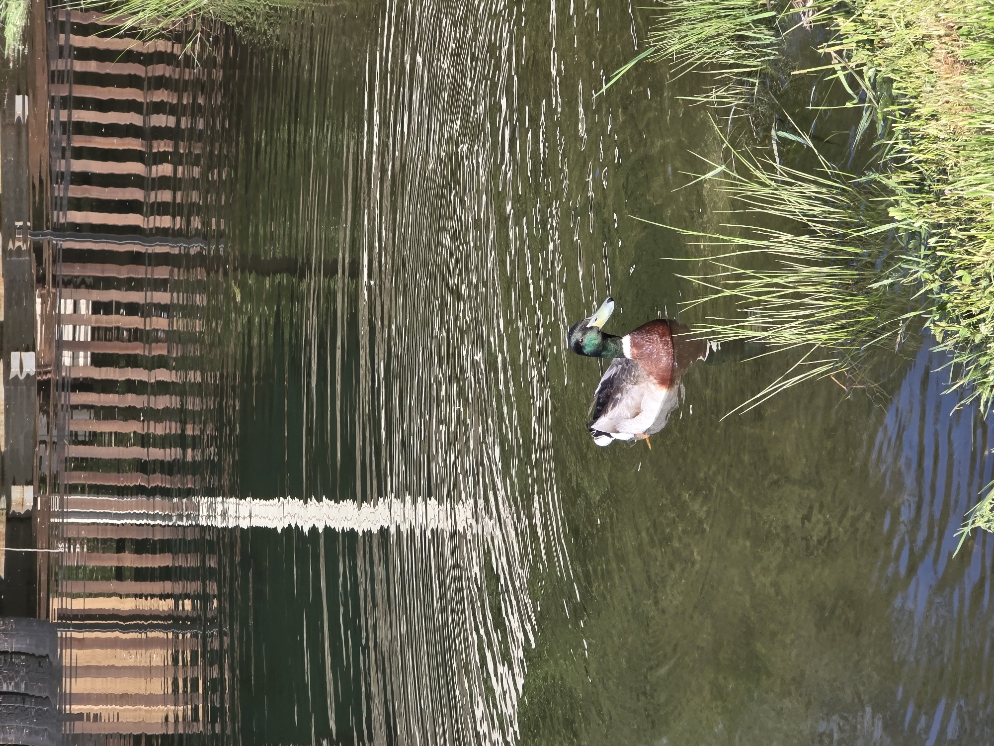 Duck spotted swimming in pond near Bistritsa, Bulgaria