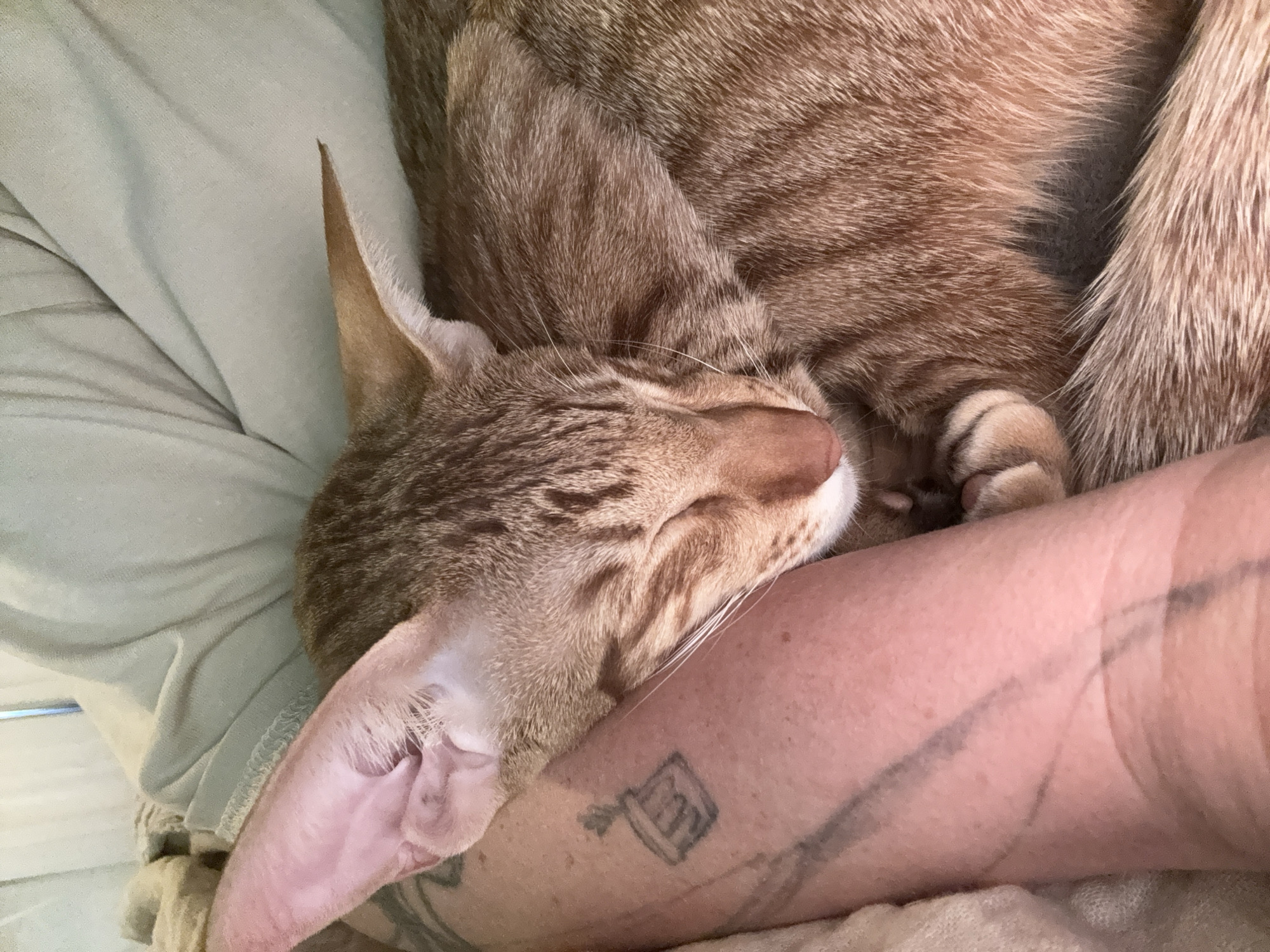 Ginger tabby cat sleeps peacefully on person's arm