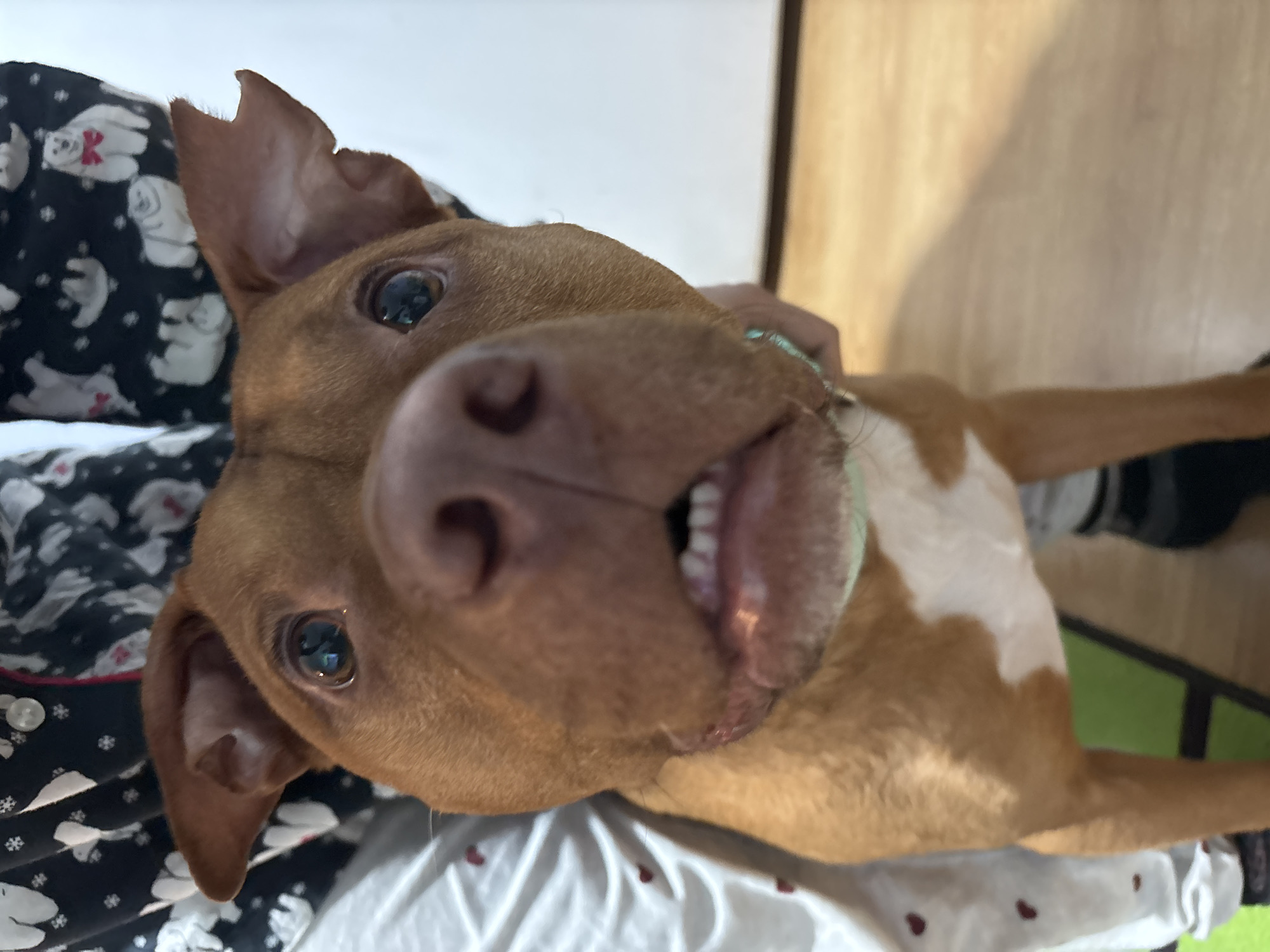 Dog owner films pet during treat time in Sofia