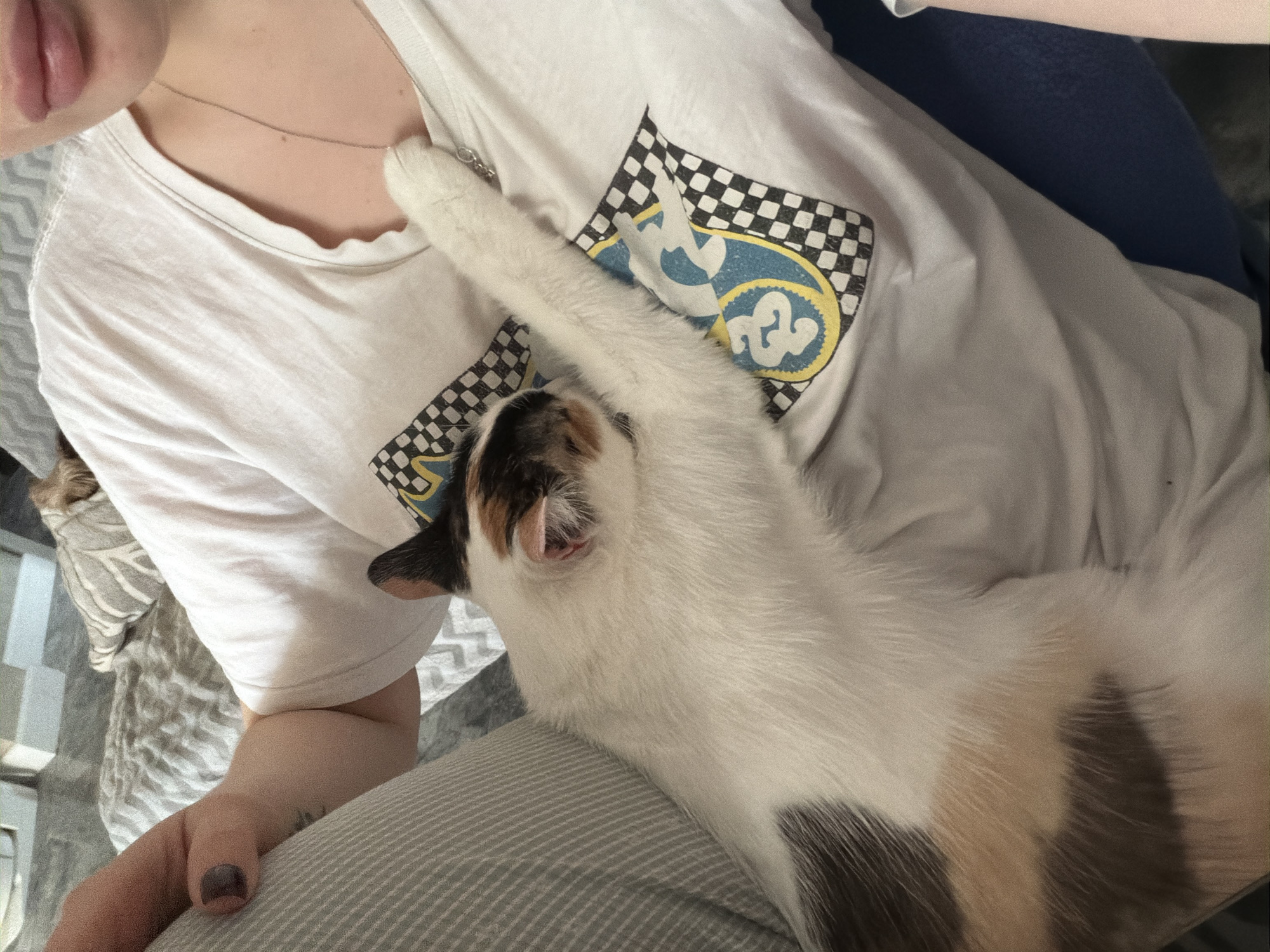 Morning cat sightings documented in Rossiyskiy, Russia