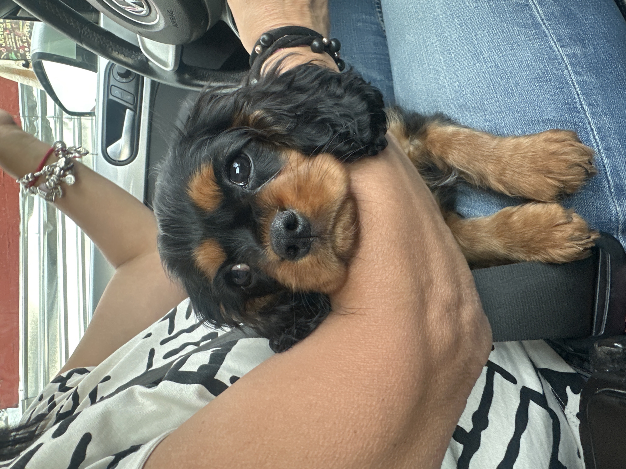 Spaniel puppy cuddles with owner inside car in Puebla