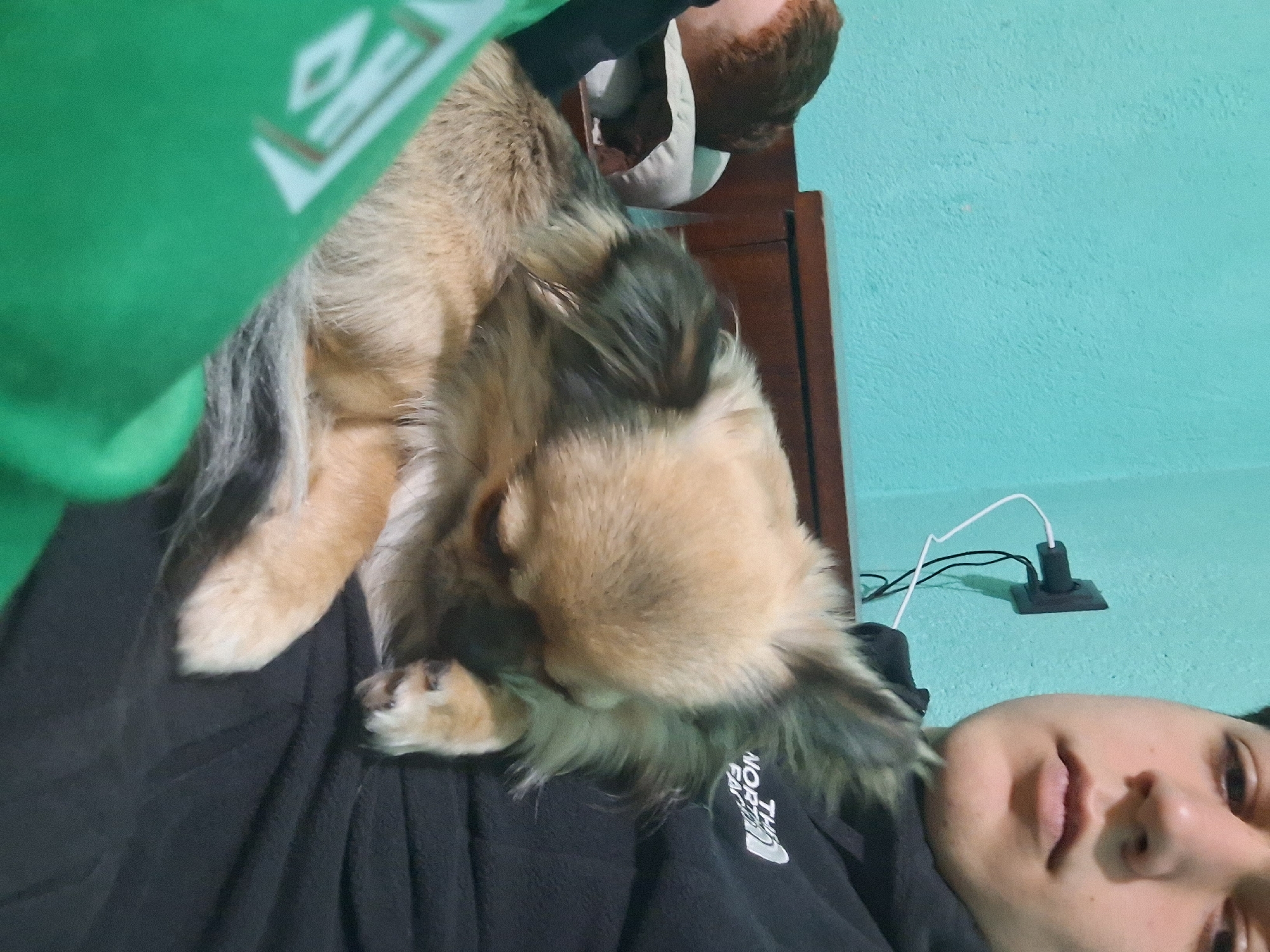 Person and Chihuahua share quiet moments in Stara Zagora apartment