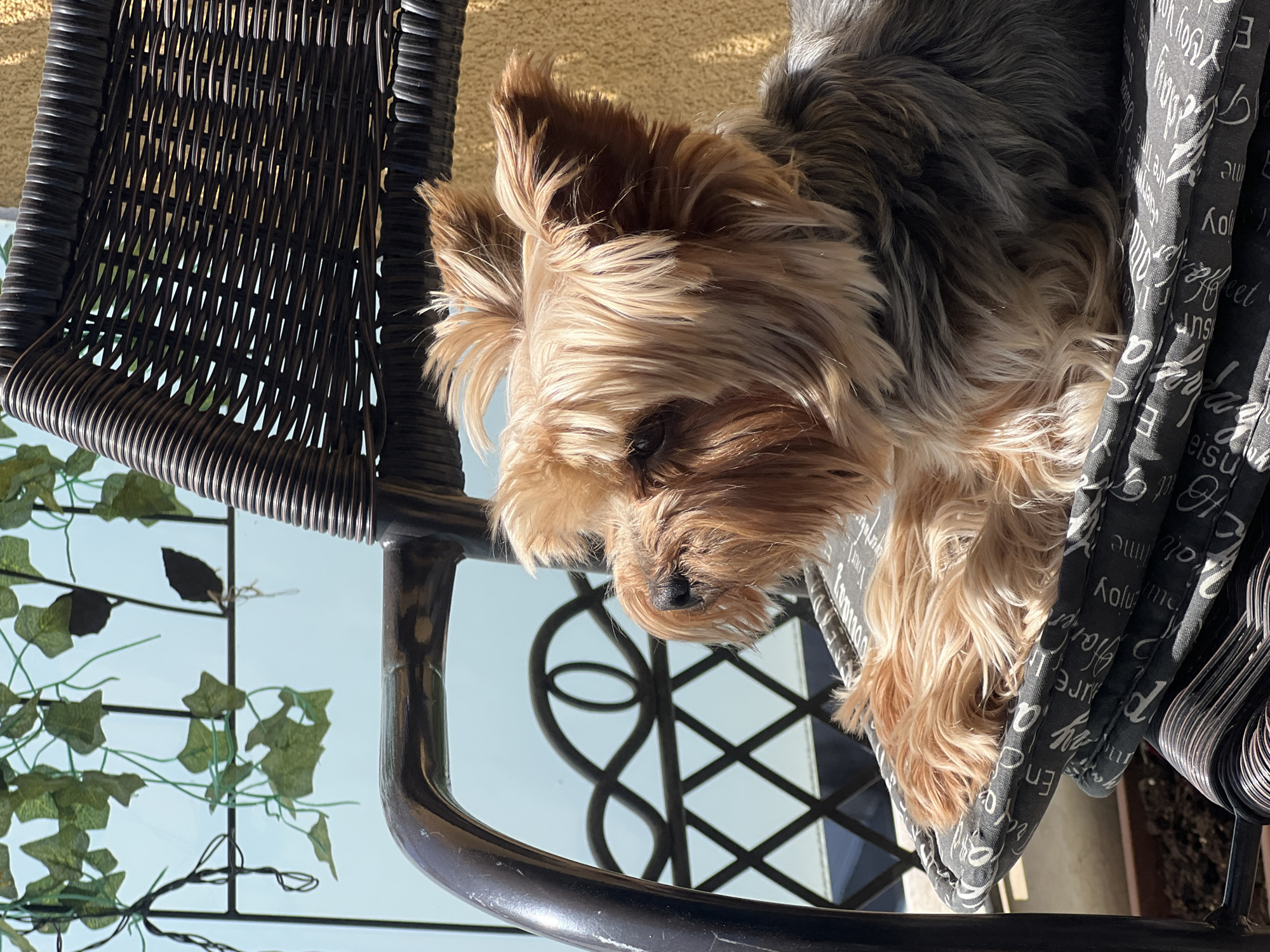 Yorkshire Terrier photographed relaxing on Sofia balcony chair