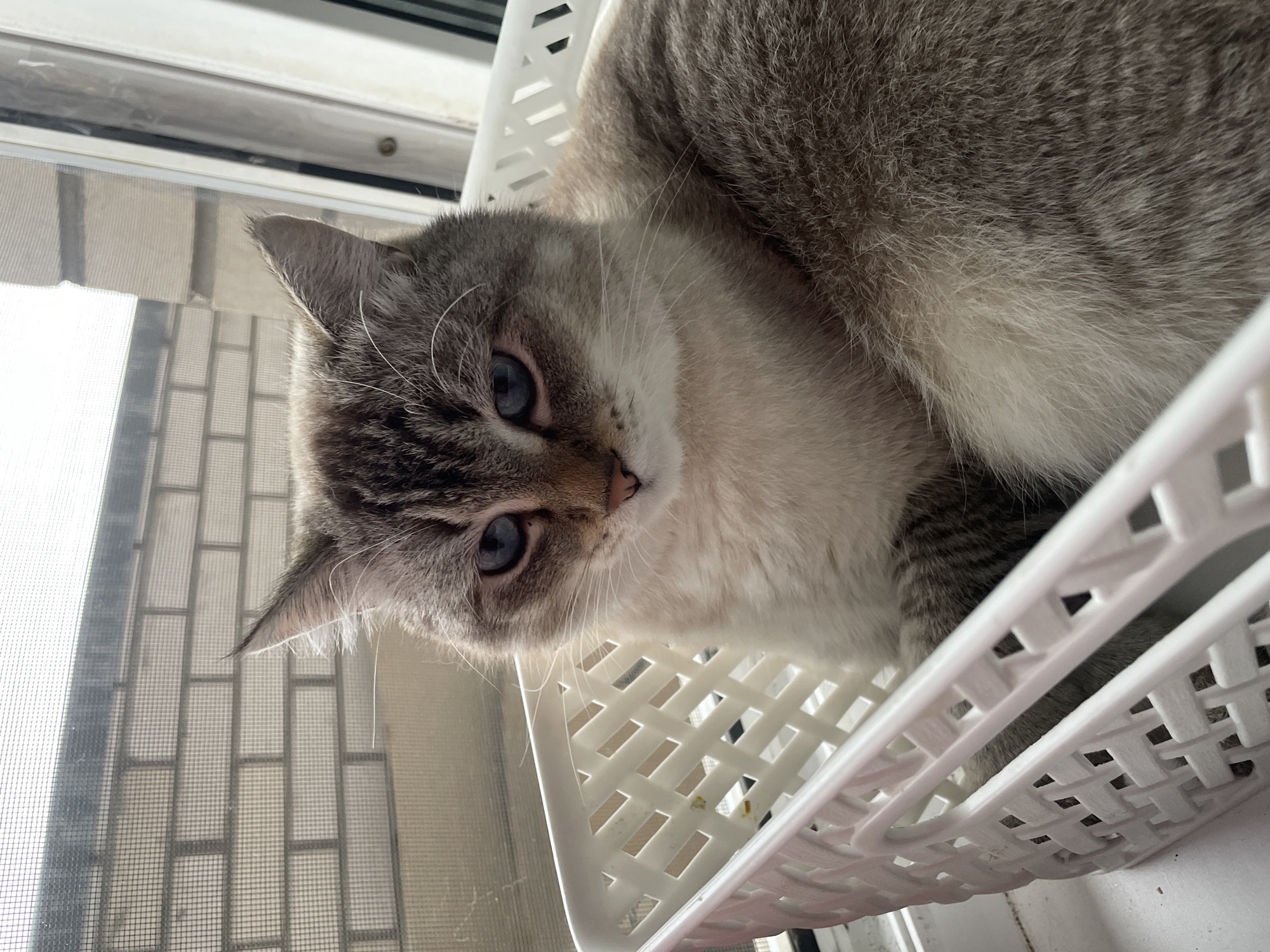 Blue-eyed Siamese cat in a laundry basket, Votkinsk