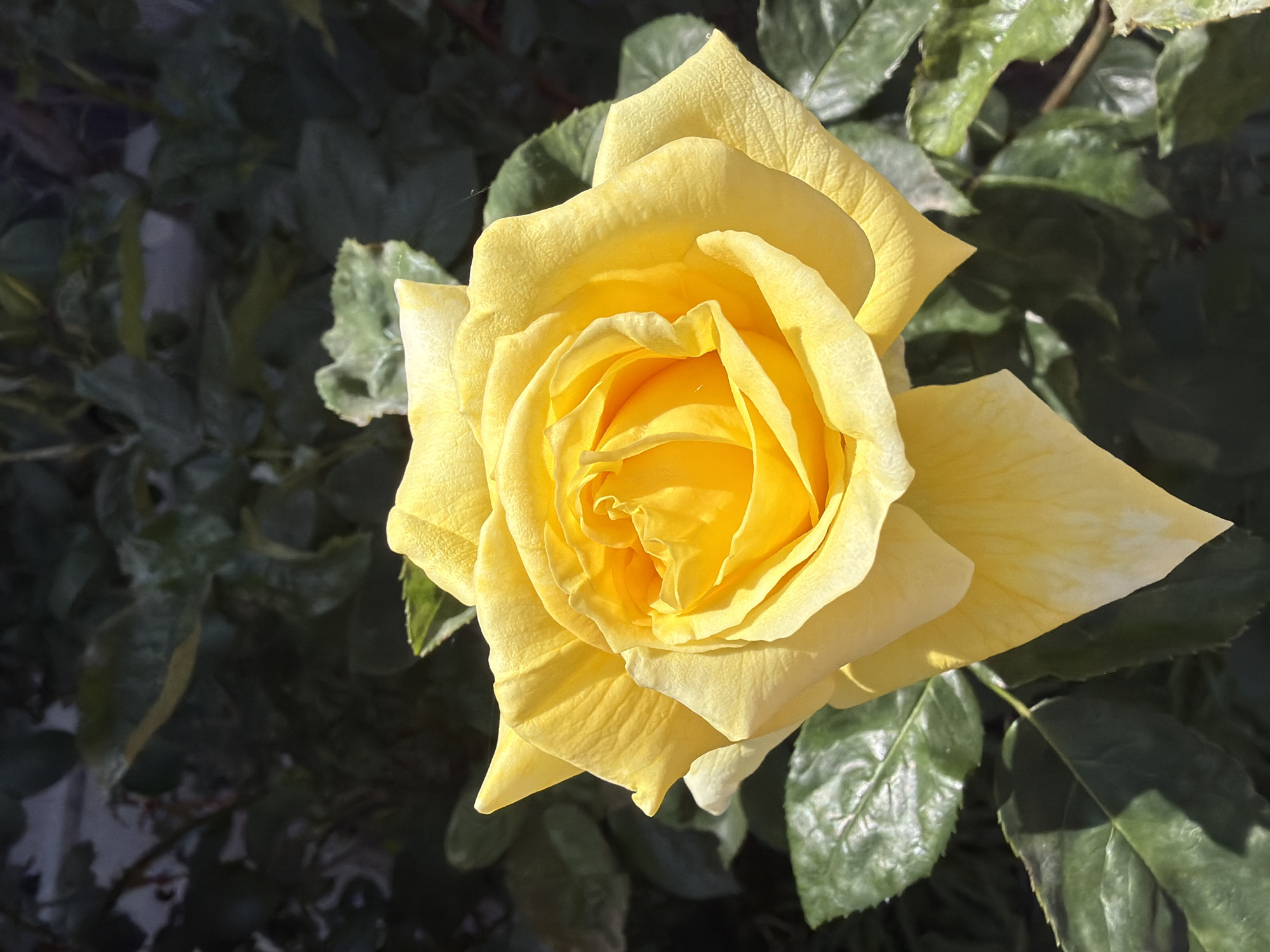 Sofia resident documents sleeping bulldog and garden flowers
