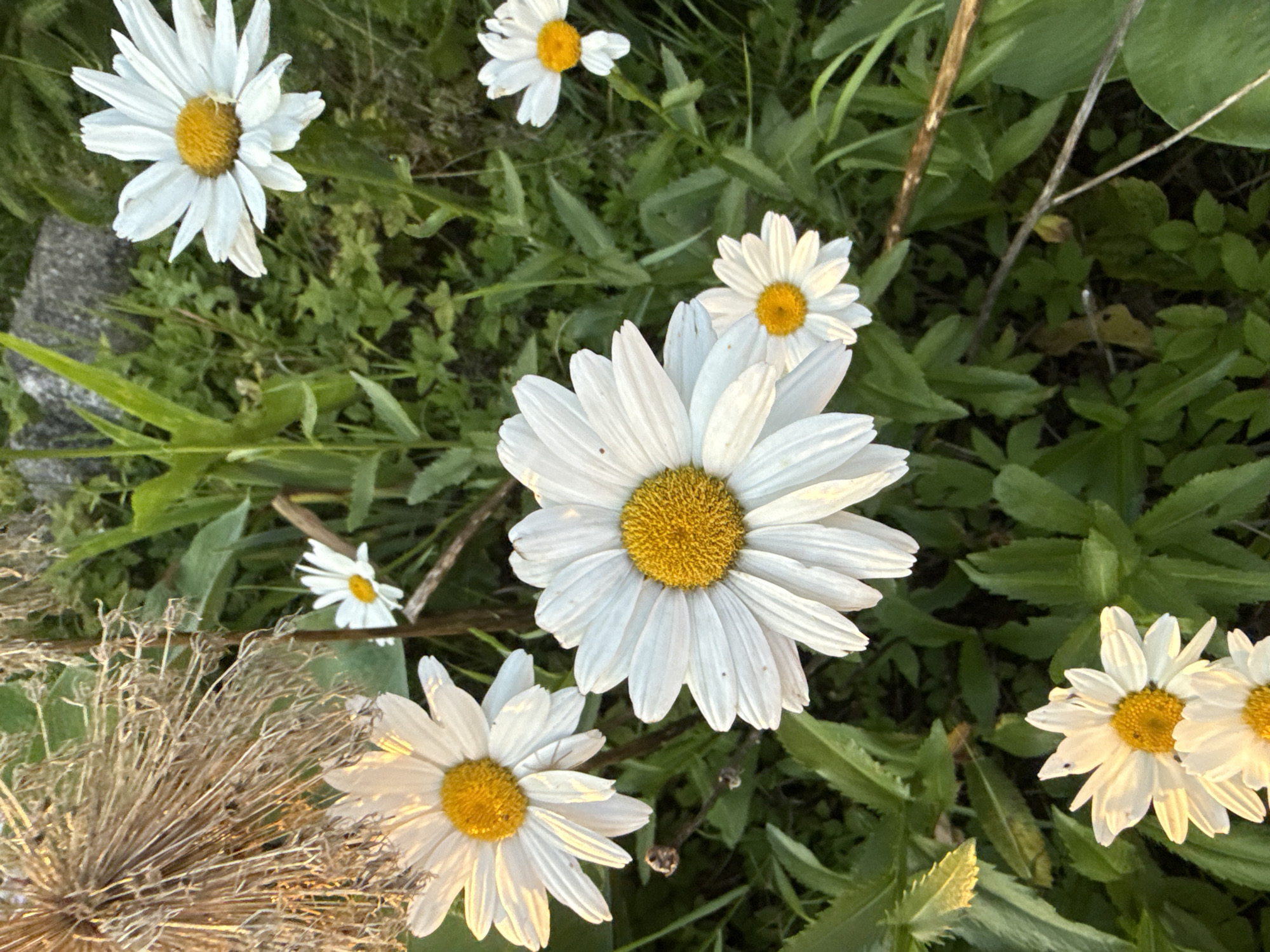 Summer evening in Galinė: paramotor, fishing, ducks, and garden life