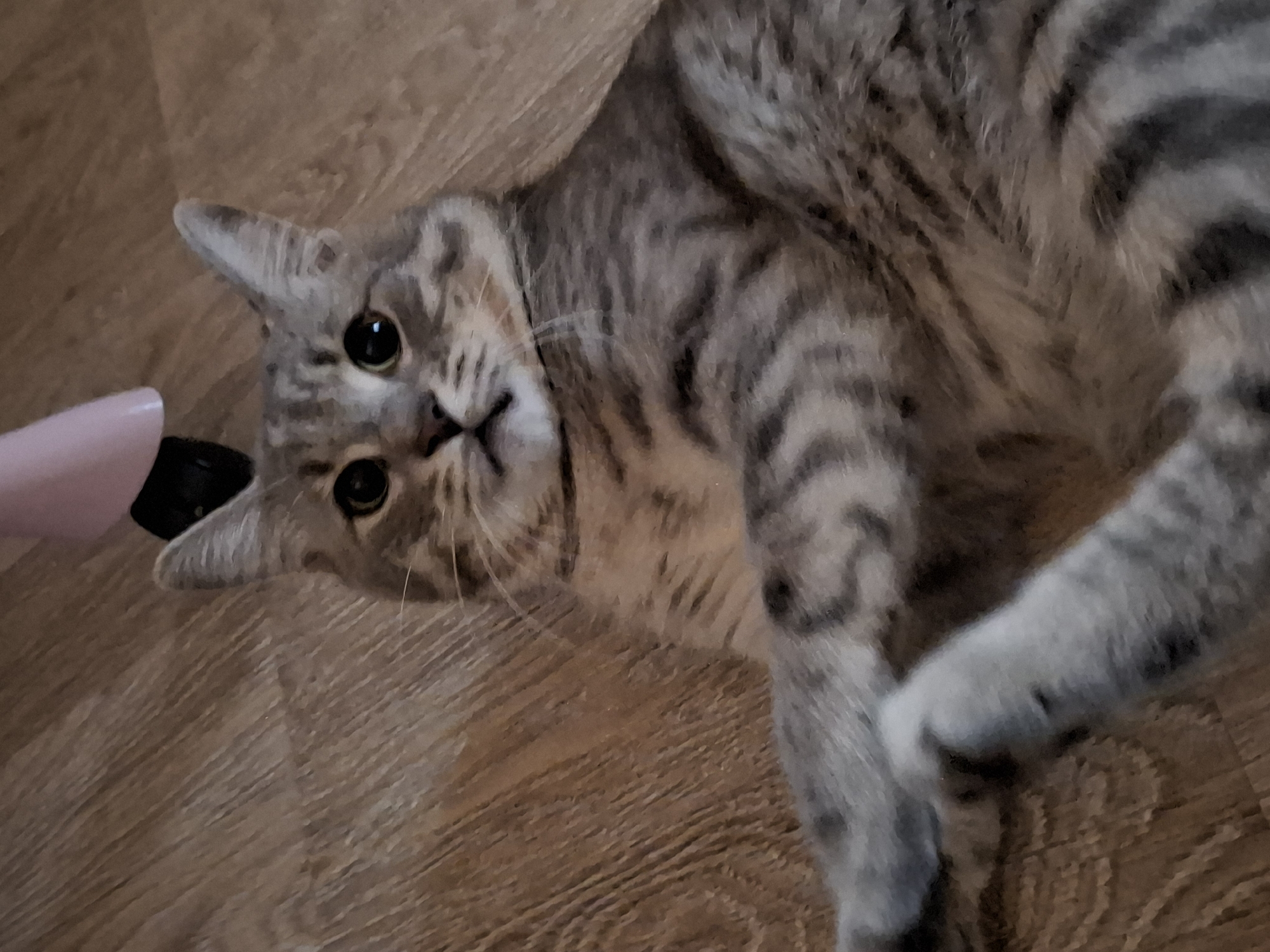 Tabby cat captured in domestic scenes across Zemun, Serbia