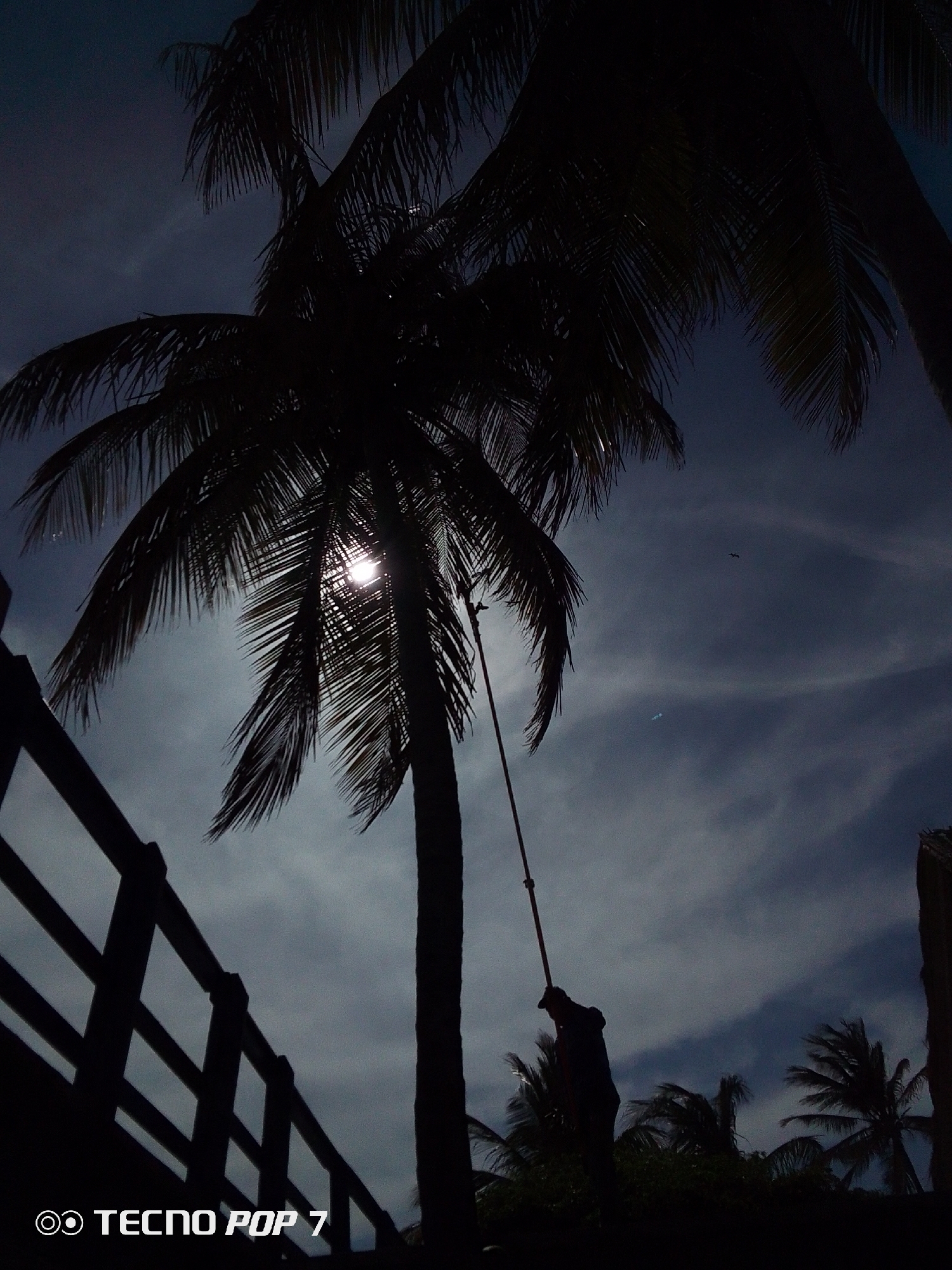 Tropical coastal scenes documented in Pedro González, Venezuela