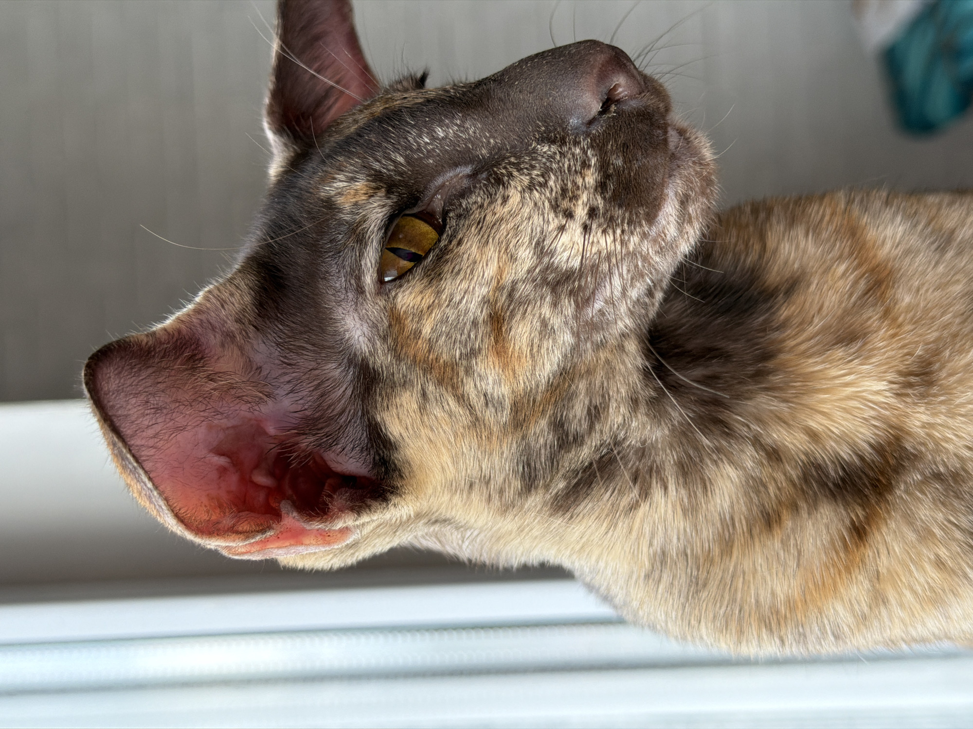 Cats observed lounging and window-watching in Chaikovsky, Russia