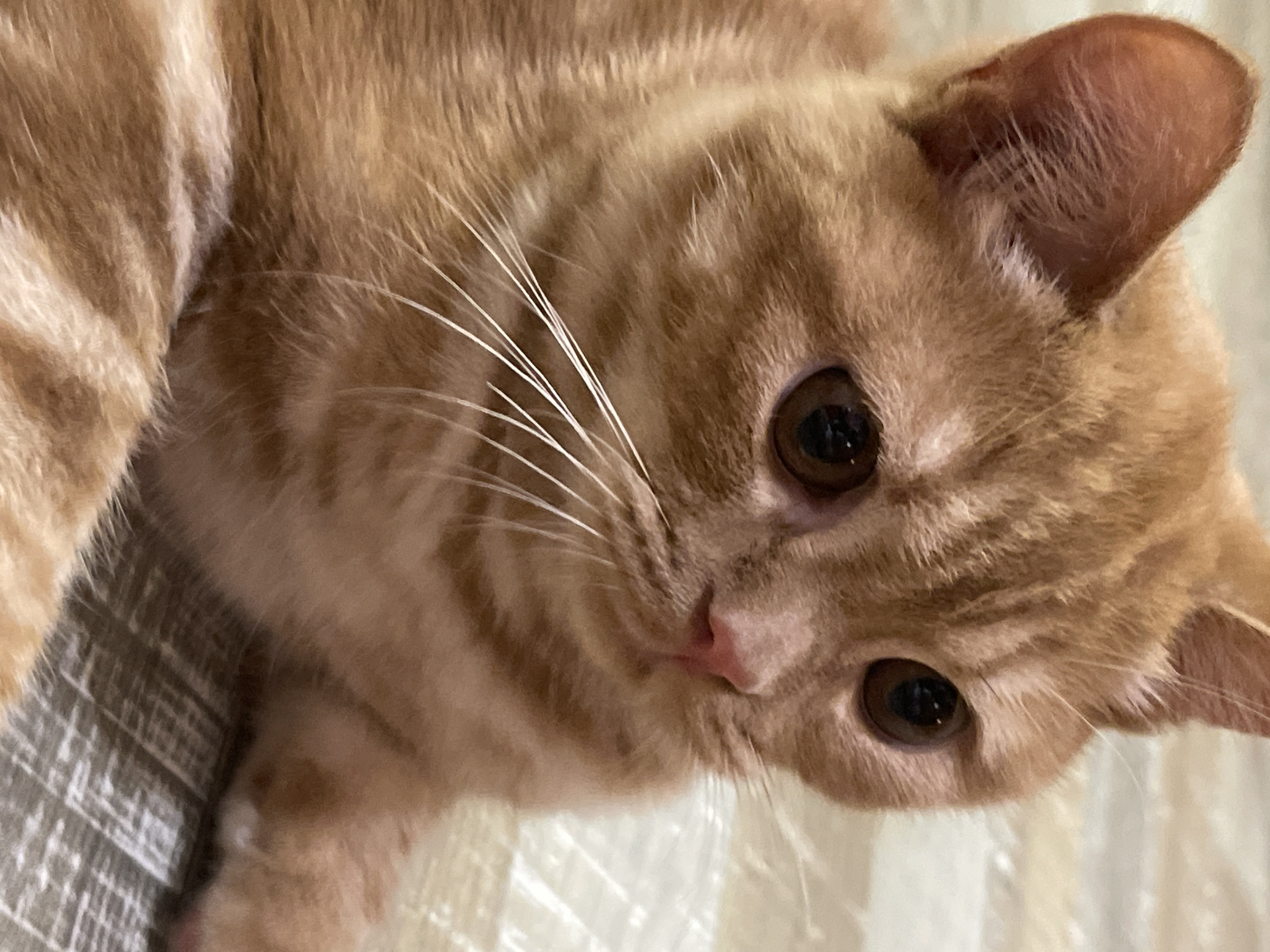 Orange tabby cat at home, with roses nearby